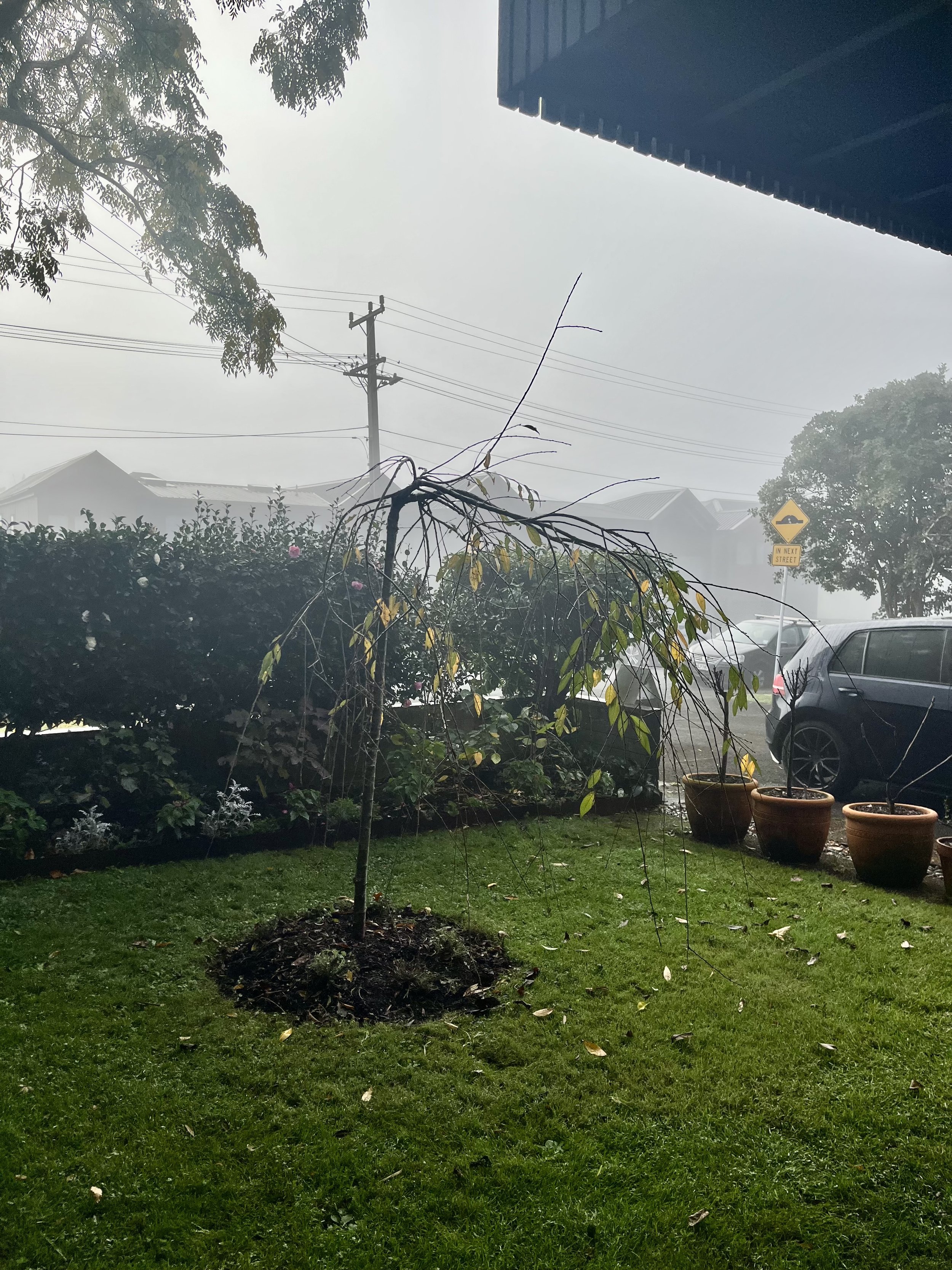 A backyard garden during foggy weather with a small tree in the center surrounded by potted plants and a patch of freshly turned soil. In the background, there are parked cars, houses, and a street sign that reads 'In Next Street'. A power pole with multiple wires is visible, and a large tree extends branches into the upper part of the scene.