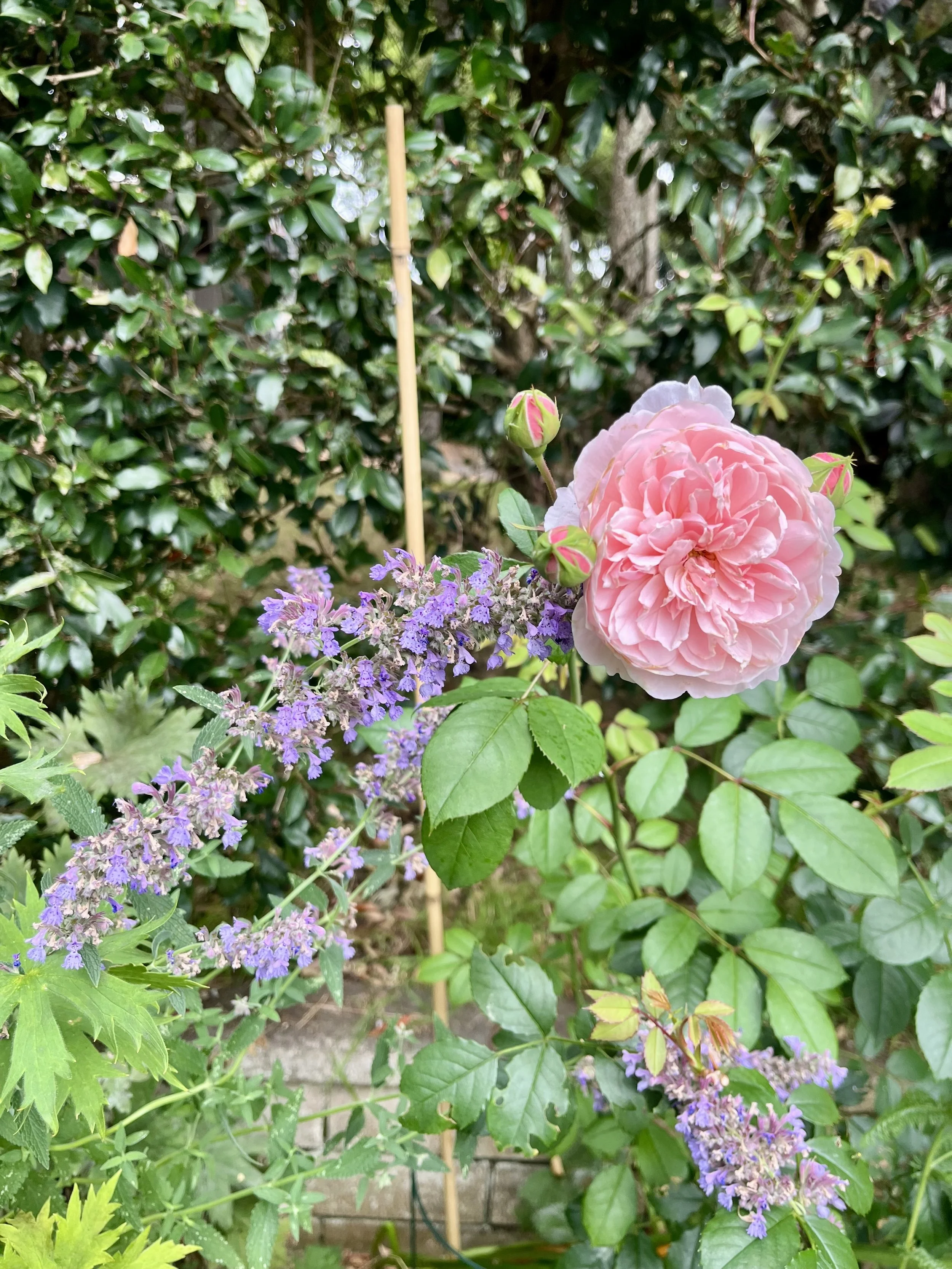 A garden scene with pink peony flowers, lavender flowers, and green foliage, including a bamboo stake for support.