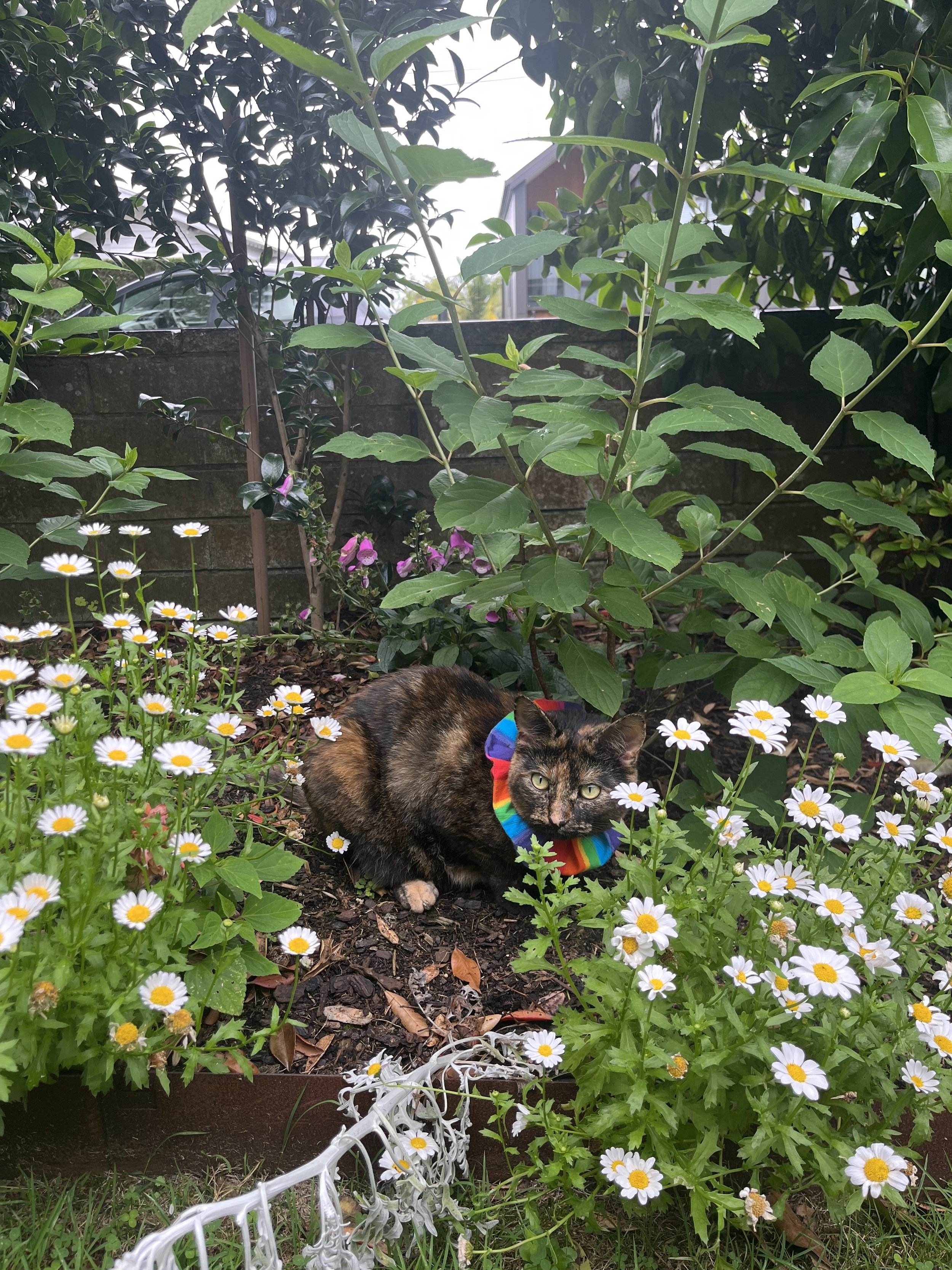A tortoiseshell cat wearing a rainbow-colored scarf crouches among white daisies and pink flowers in a garden, with green foliage and a stone wall in the background.