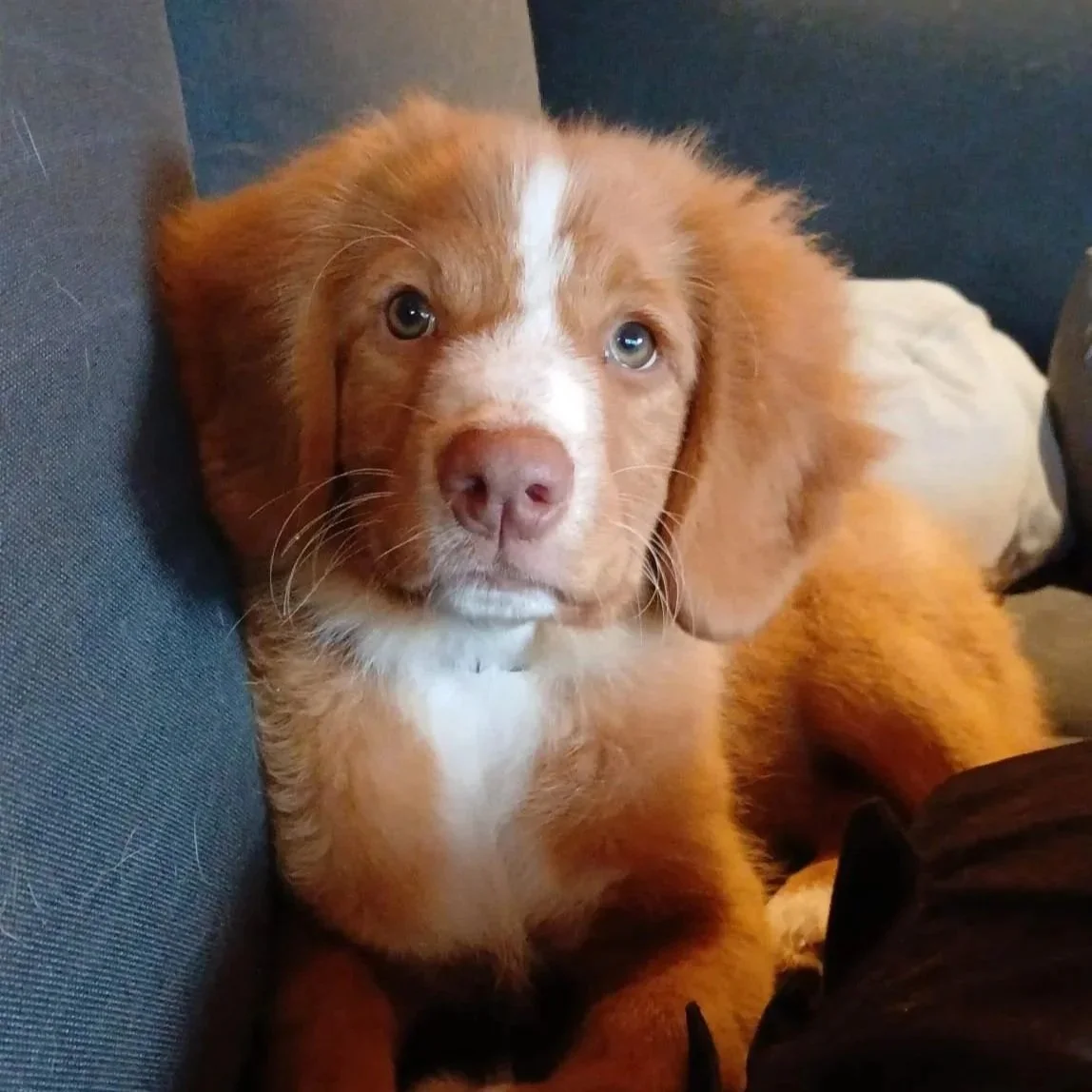 Sammie.jpg