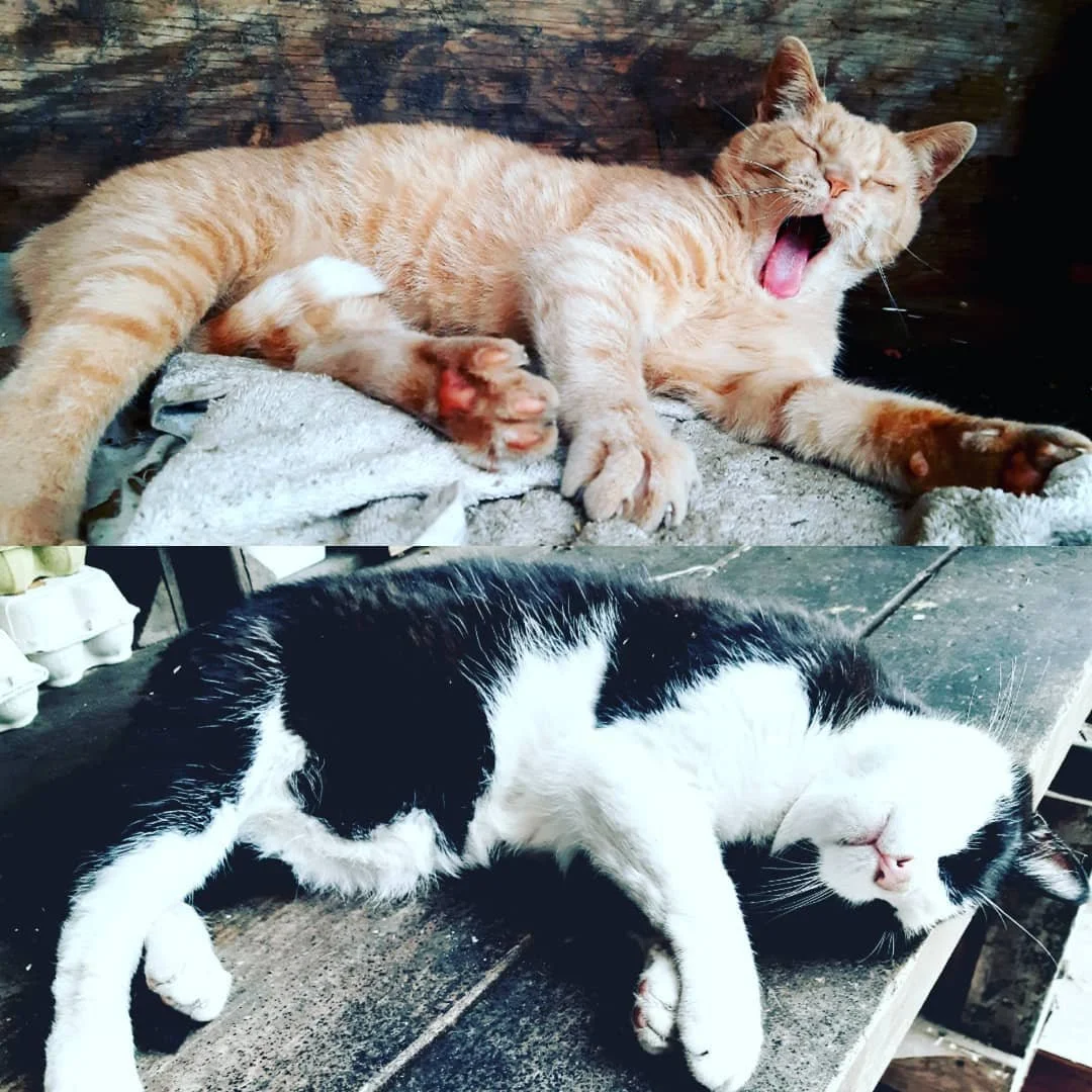 Wally&Poemba_beter.jpg