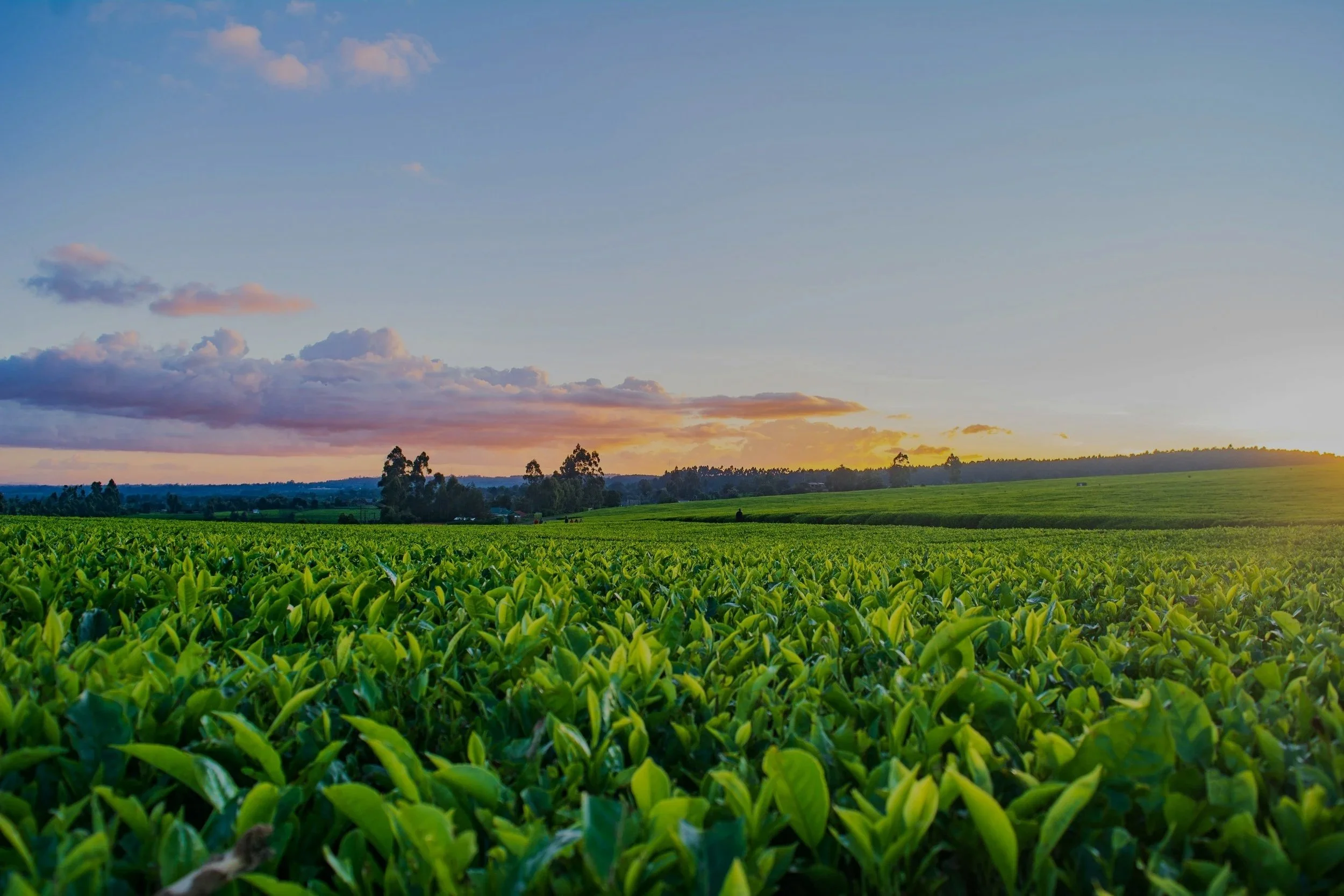A vast green crop field with young plants, a line of trees in the distance, and a partly cloudy sky at sunset.