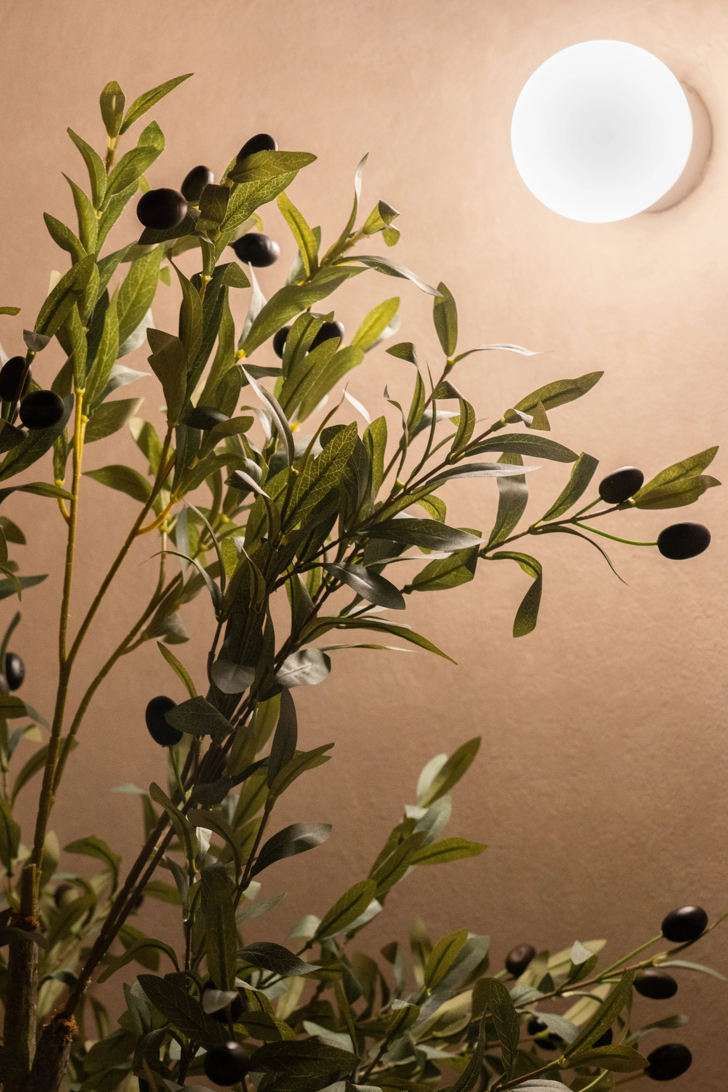 A sprig of an olive tree with dark olives and green leaves, illuminated by a bright ceiling light in the background.