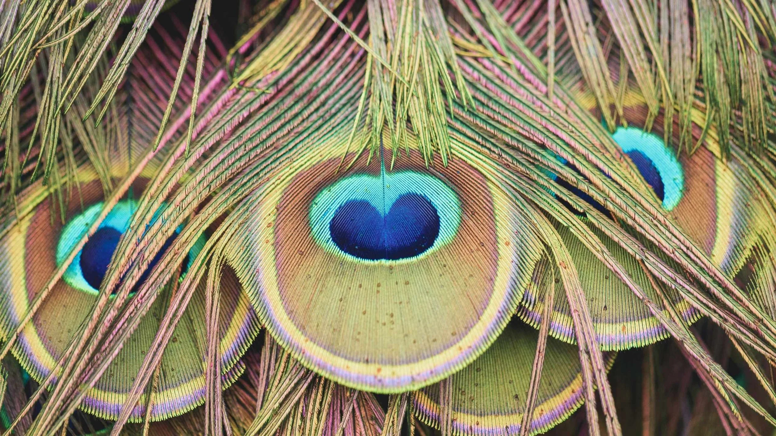 Beautiful colourful peacock feathers