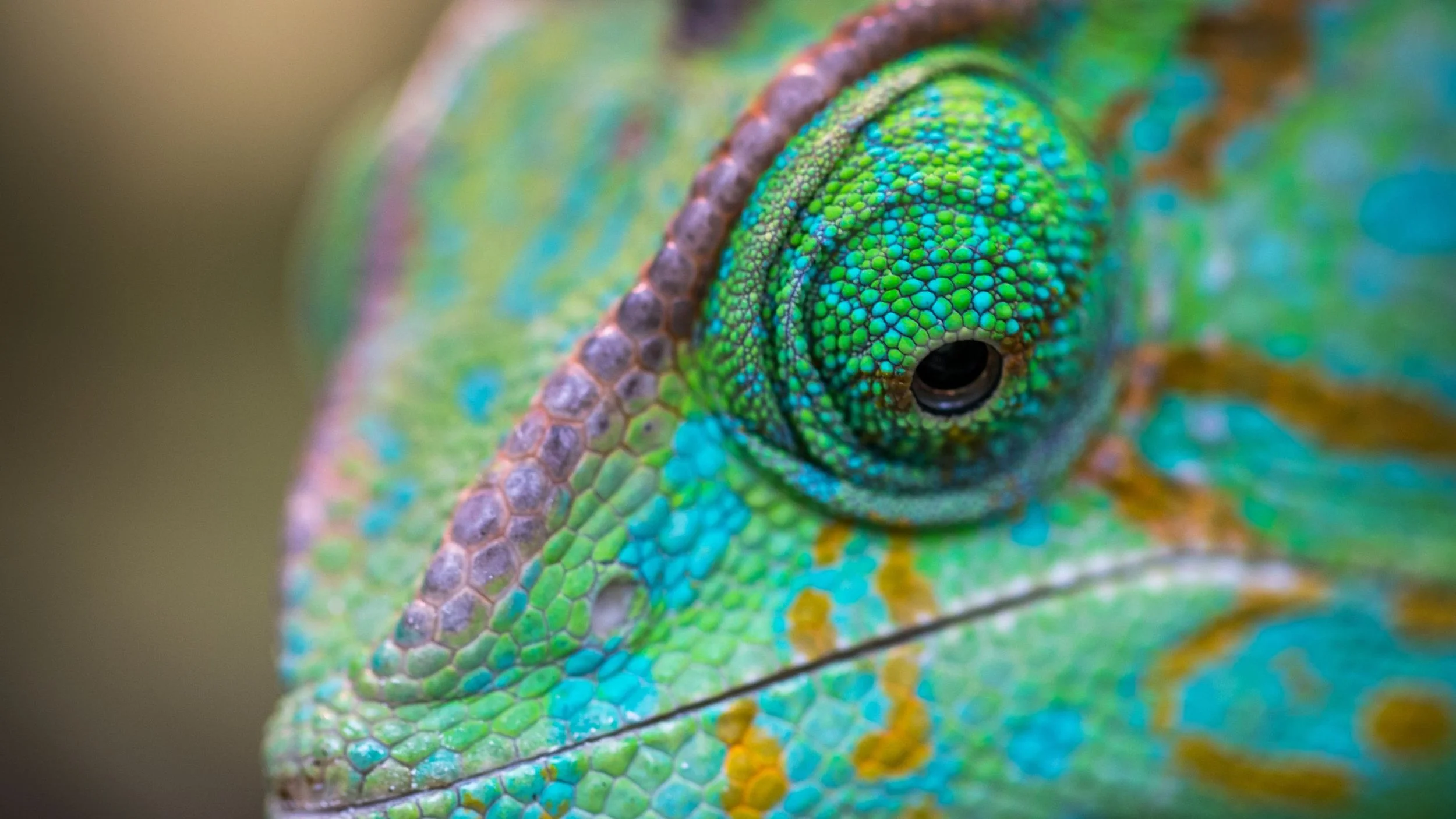 Beautiful bright colours chameleon with watching eye