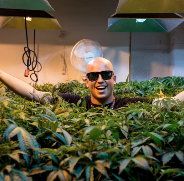 A man with sunglasses smiling and spreading his arms amid lush green plants in an indoor growing facility with grow lights and a ceiling fan.