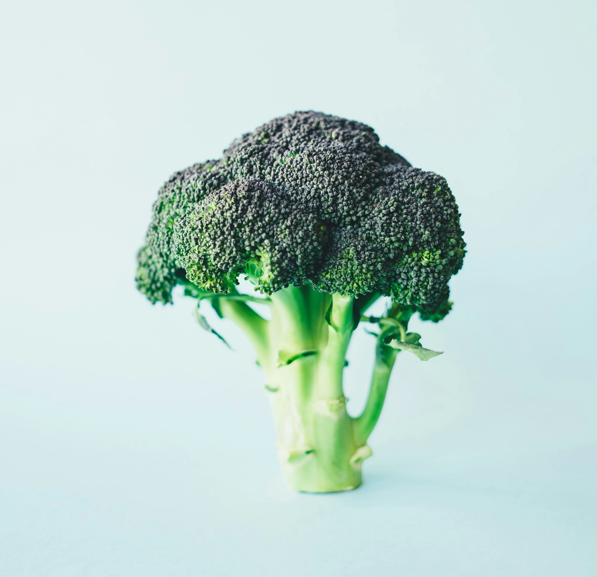 Close-up of a broccoli crown with a pale blue background