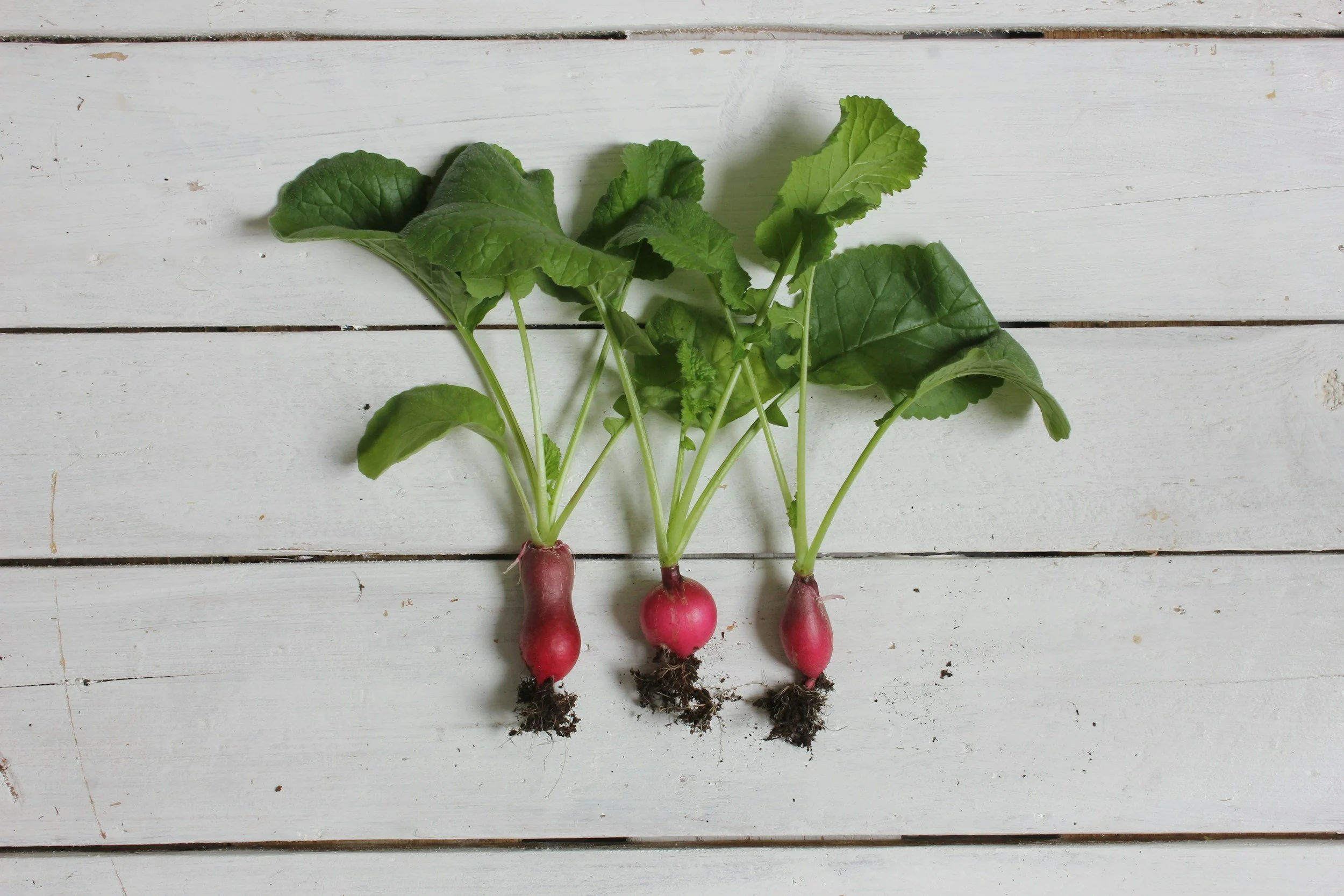 Three radishes with green leaves and roots on a white wooden surface.