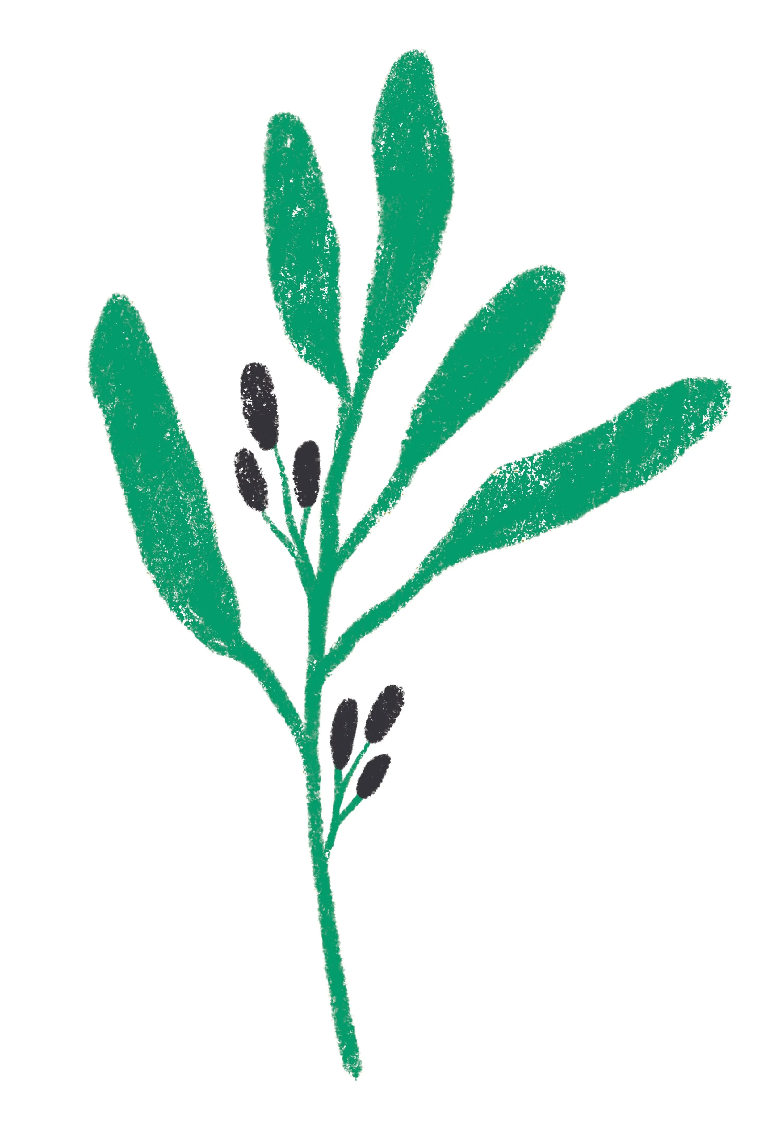 A digital drawing of a green plant with elongated leaves and small black oval-shaped buds or seeds.