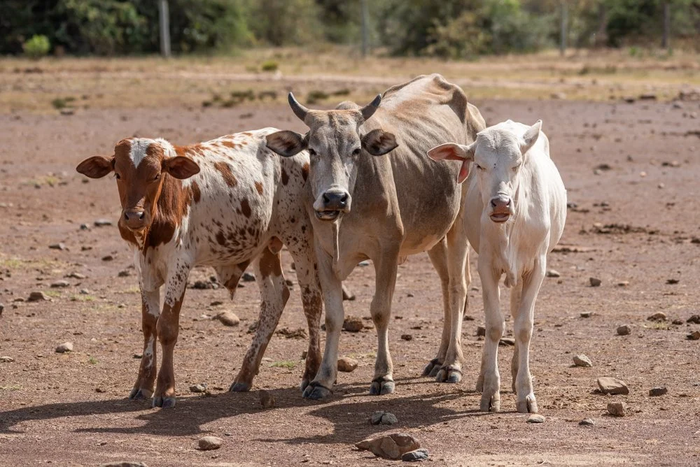 251204_Livestock_Website_TarrynLiddell-9.jpg