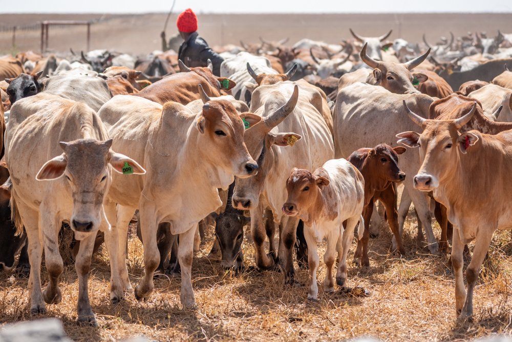 260213_Livestock_Website_TarrynLiddell-1.jpg