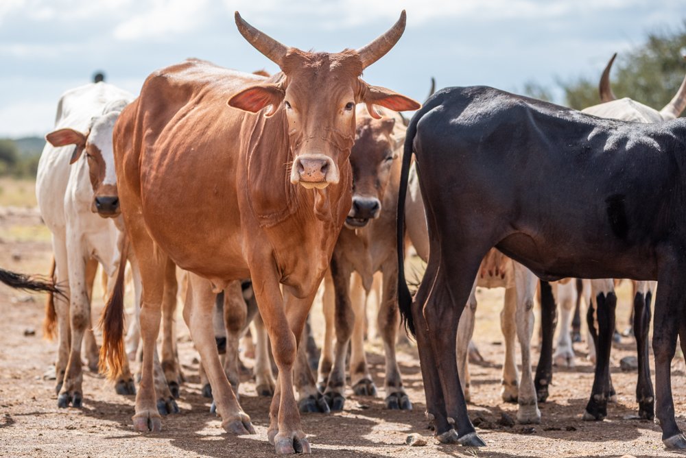 251204_Livestock_Website_TarrynLiddell-11.jpg