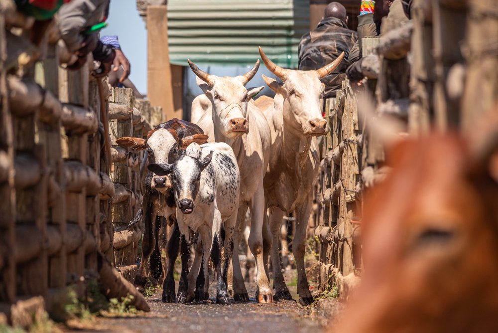 260116_Livestock_Website_TarrynLiddell-7.jpg