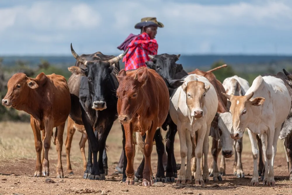 251204_Livestock_Website_TarrynLiddell-3.jpg