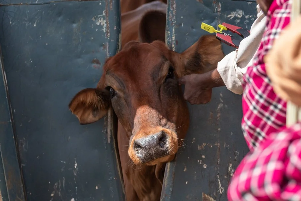 251204_Livestock_Website_TarrynLiddell-1.jpg