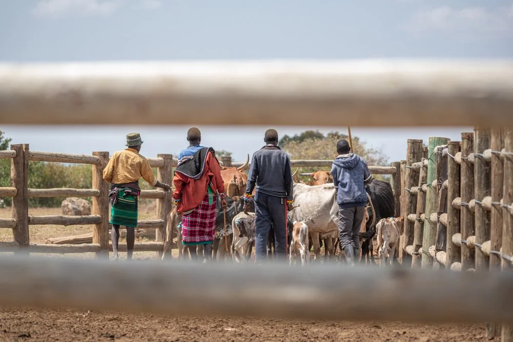 260721_Livestock_Website_TarrynLiddell-4.jpg