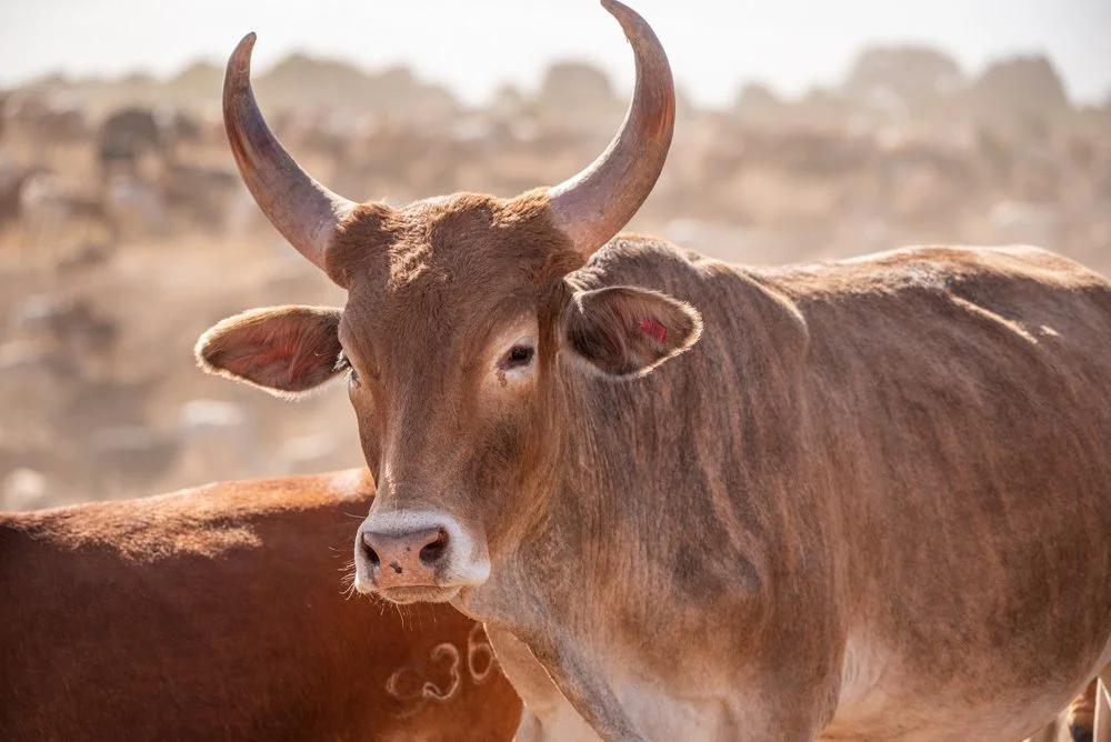260116_Livestock_UHDG_Website_TarrynLiddell-8.jpg
