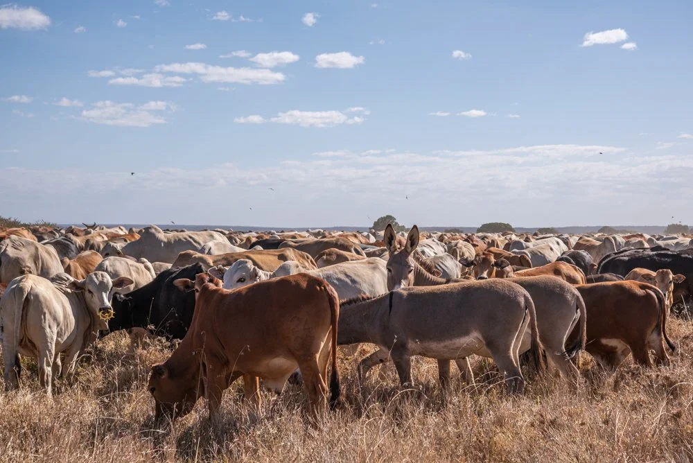260116_Livestock_UHDG_Website_TarrynLiddell-4.jpg