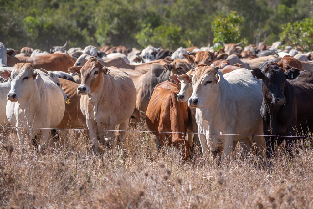 260116_Livestock_UHDG_Website_TarrynLiddell-1.jpg