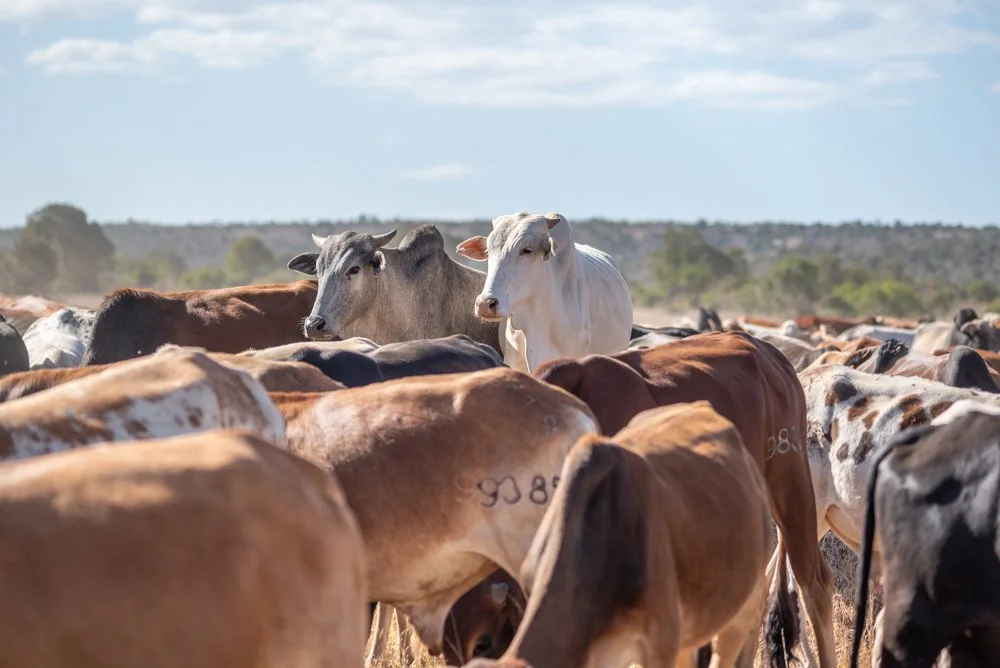 260116_Livestock_UHDG_Website_TarrynLiddell-10.jpg