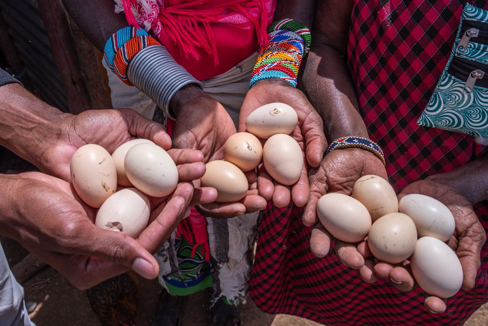 Poultry Project 