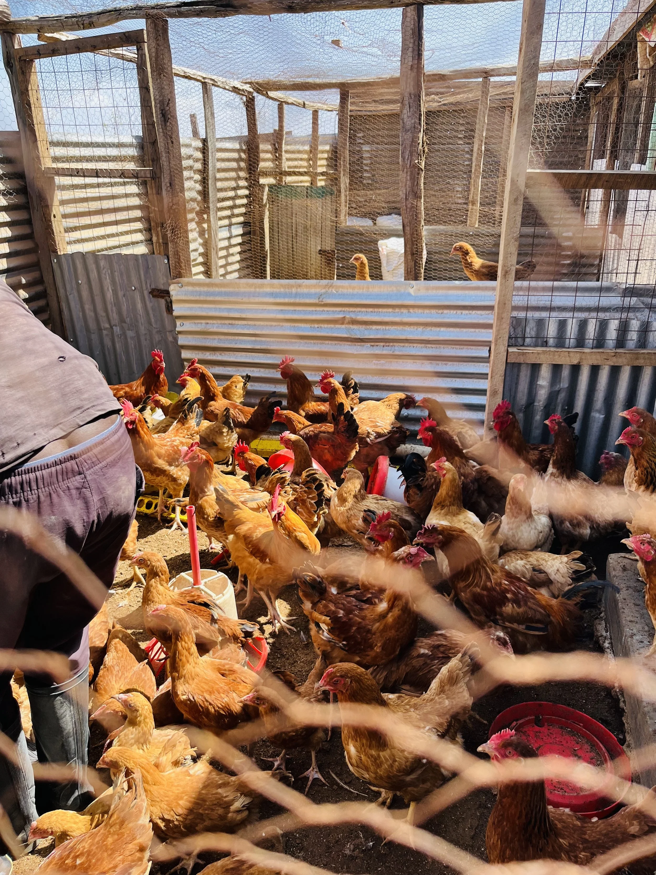 Poultry_Website_4437.jpeg