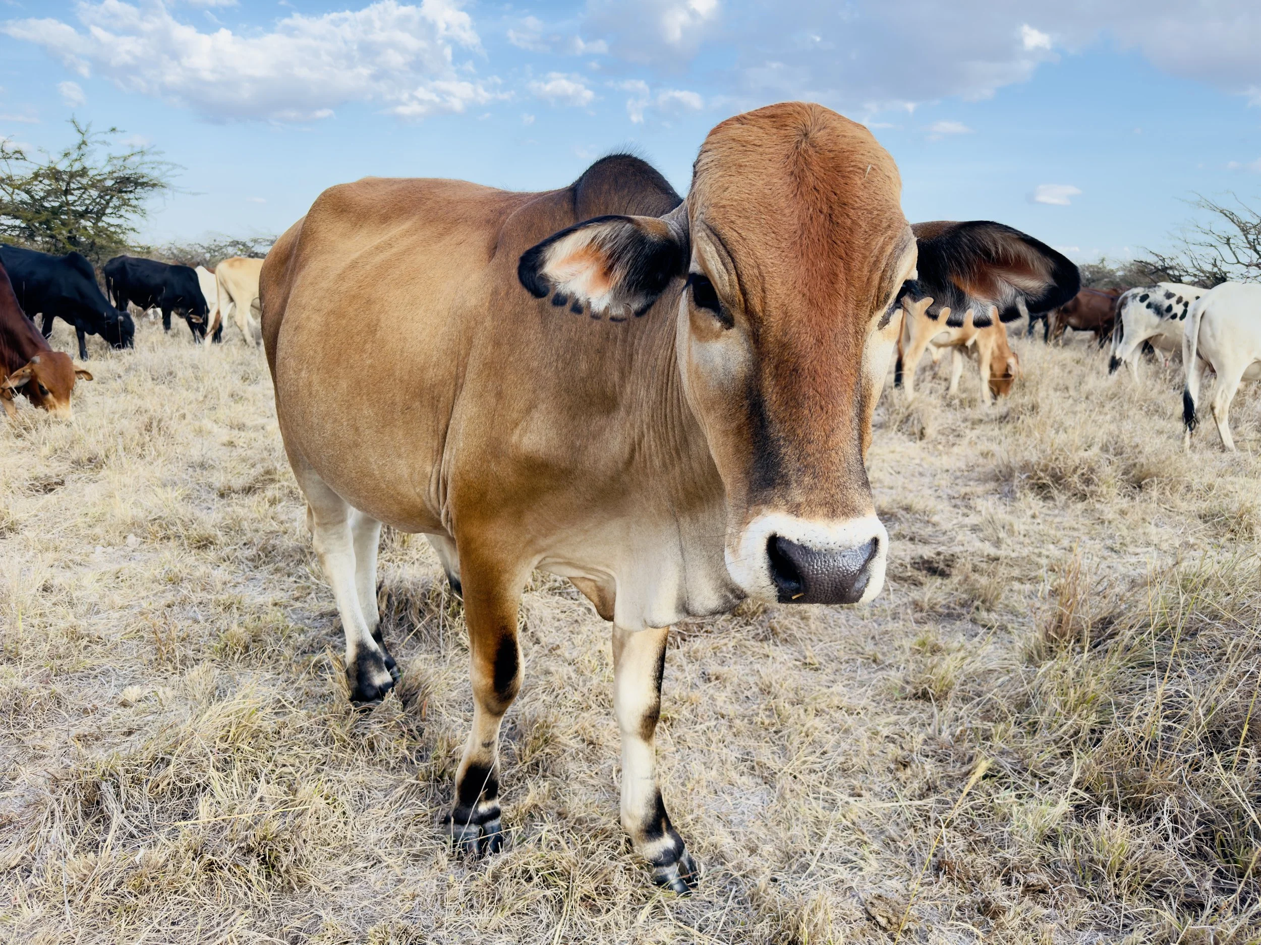 Livestock 