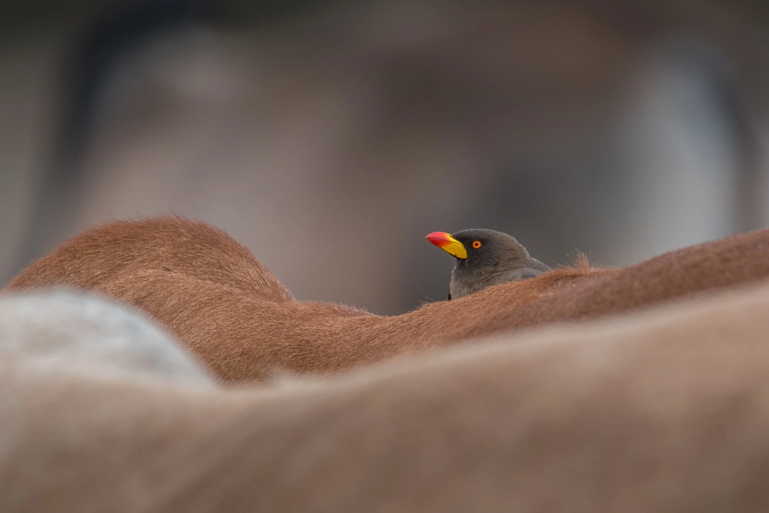 game drive-2.JPG