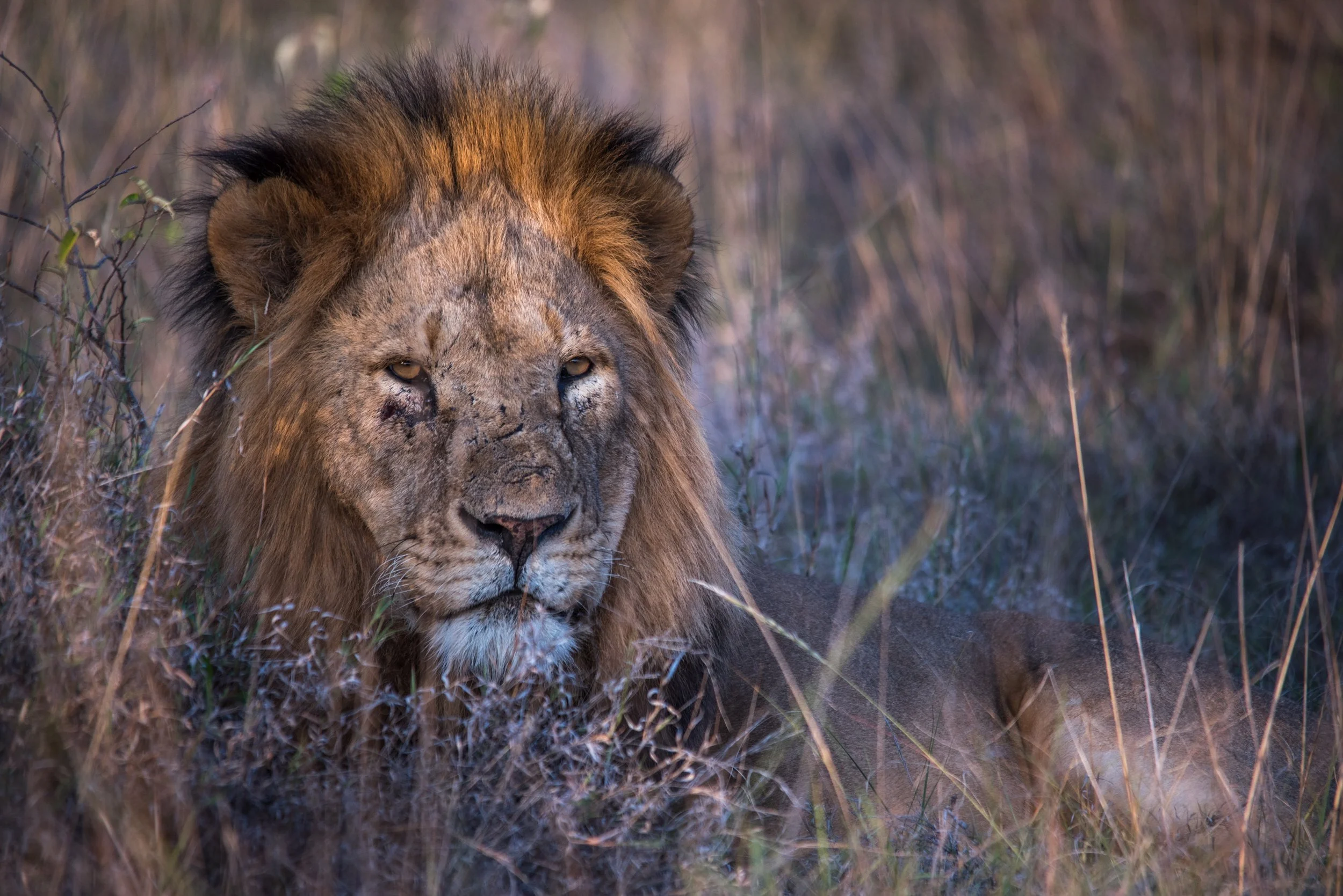 male lion -7.JPG