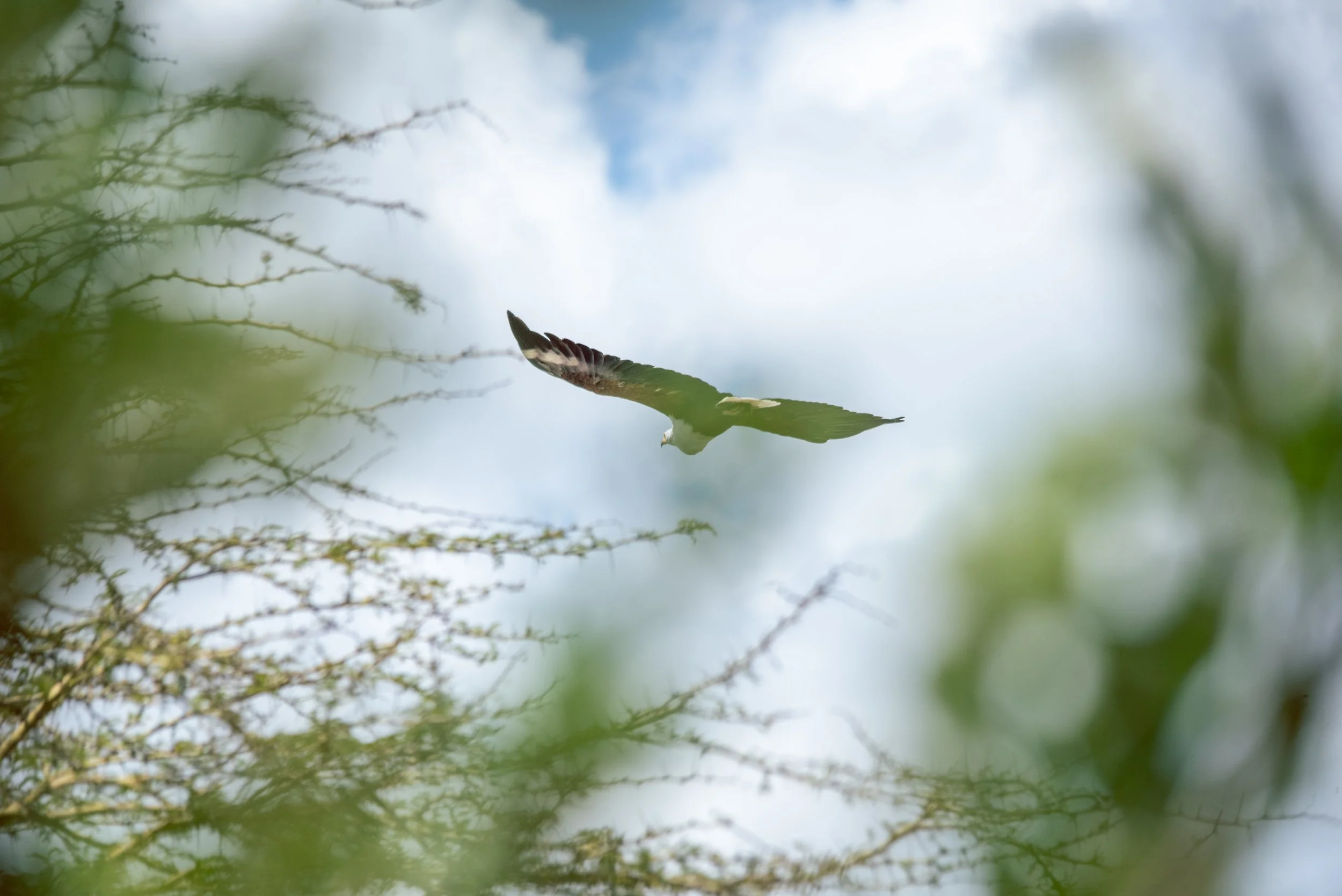 Mugie2024_Fisheagle141224-1.jpg