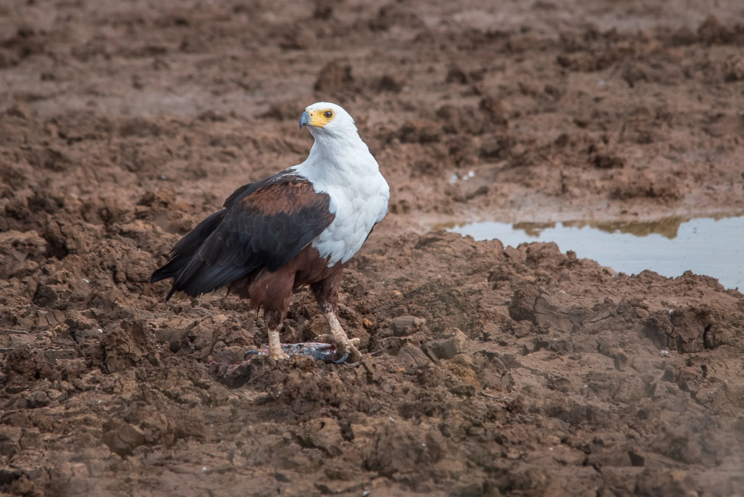fish eagle-1.JPG