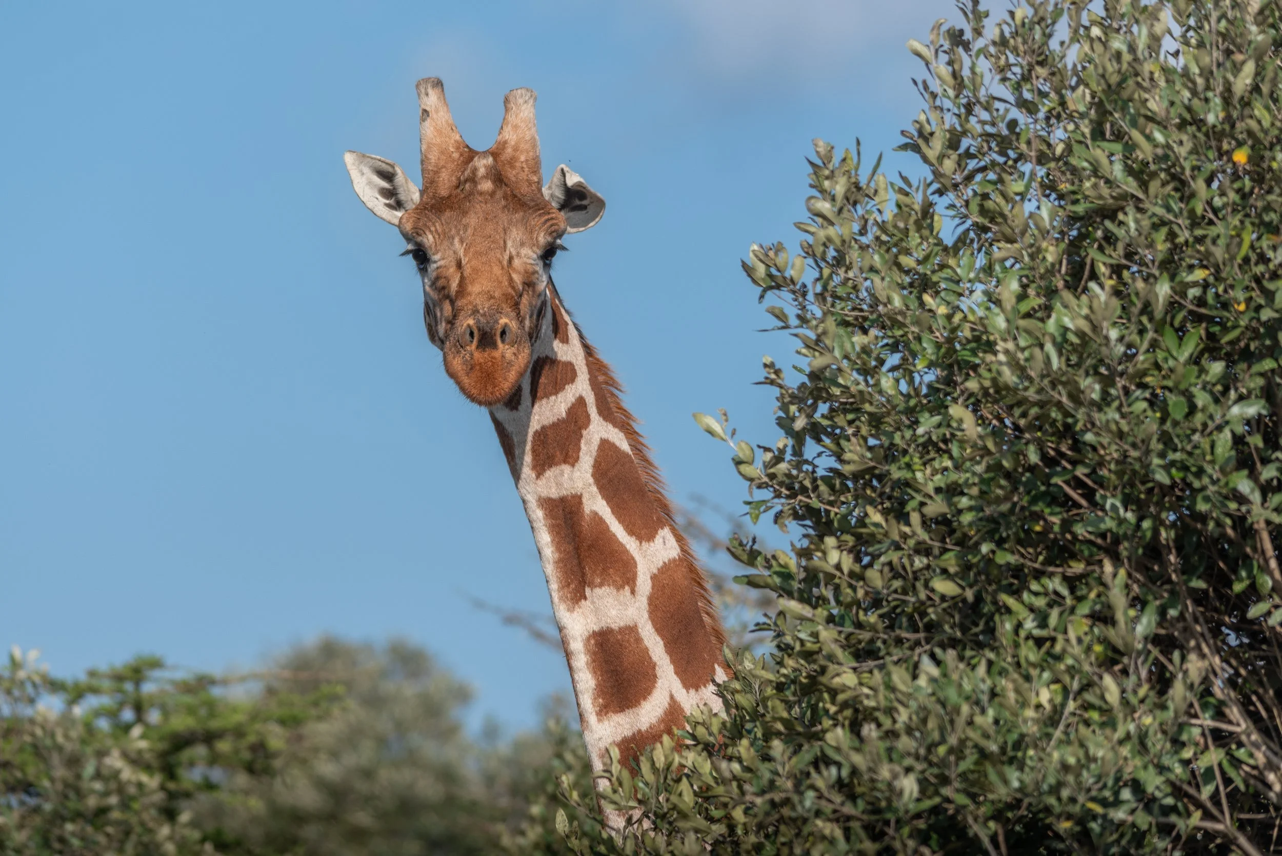 Mugie2024_Giraffe121224-1.jpg