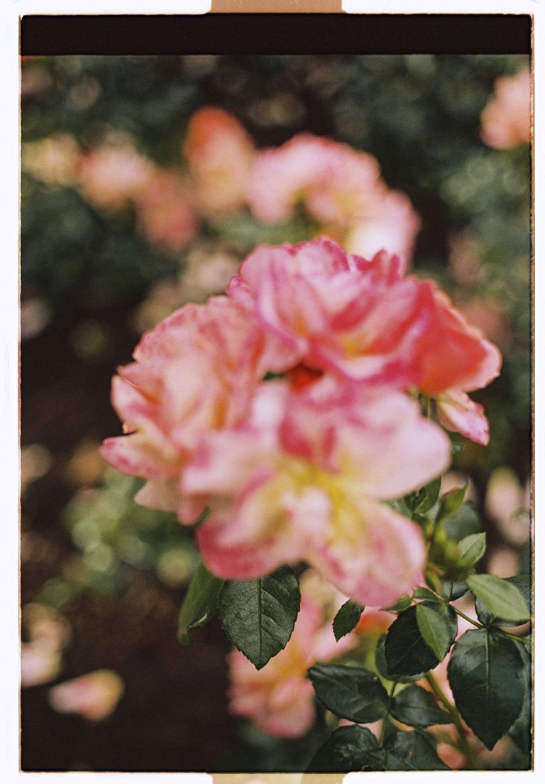 [CROP] The Flowers of Vigeland.jpg