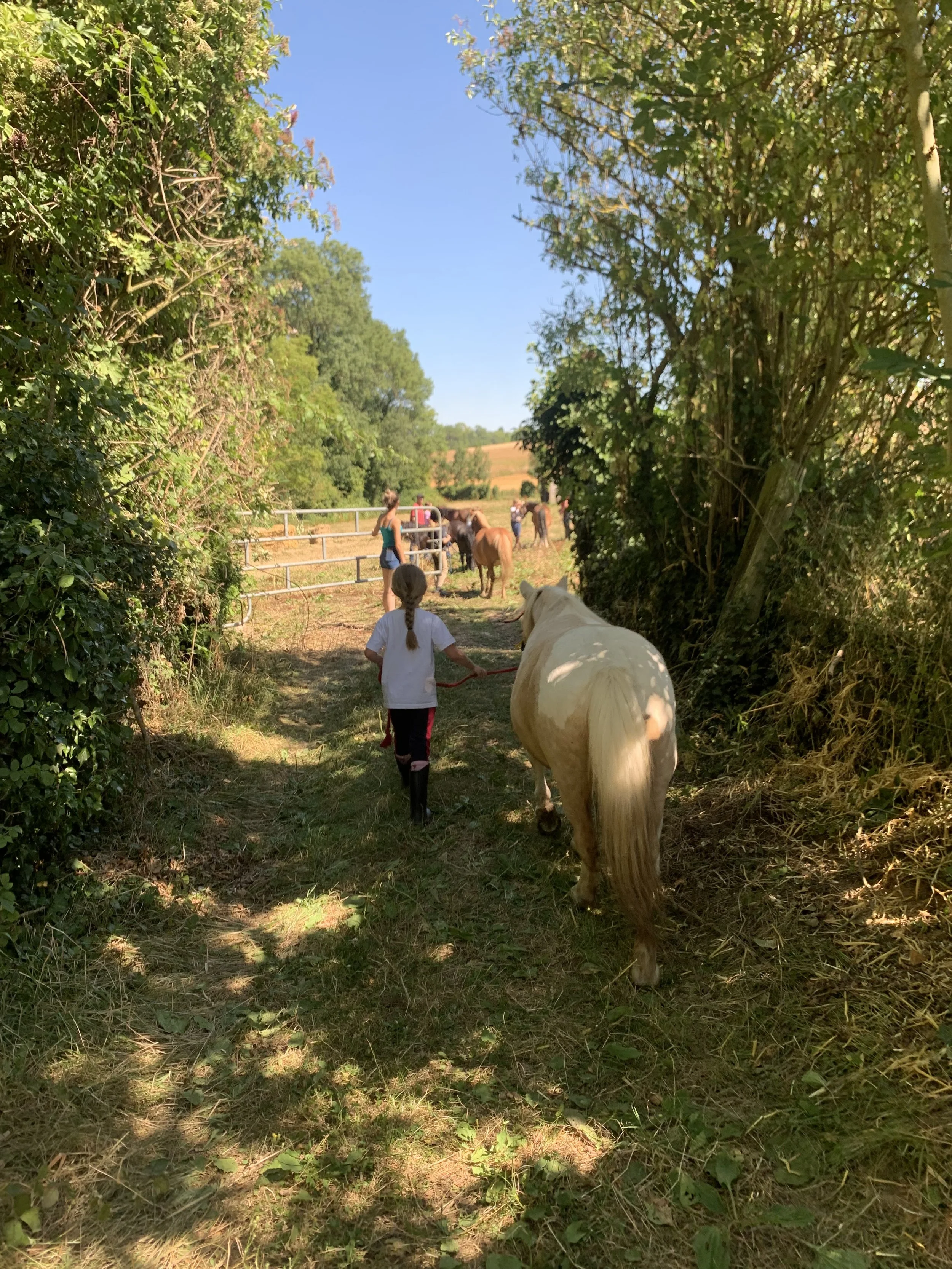 People walking with horses through a narrow, tree-lined dirt path on a sunny day.