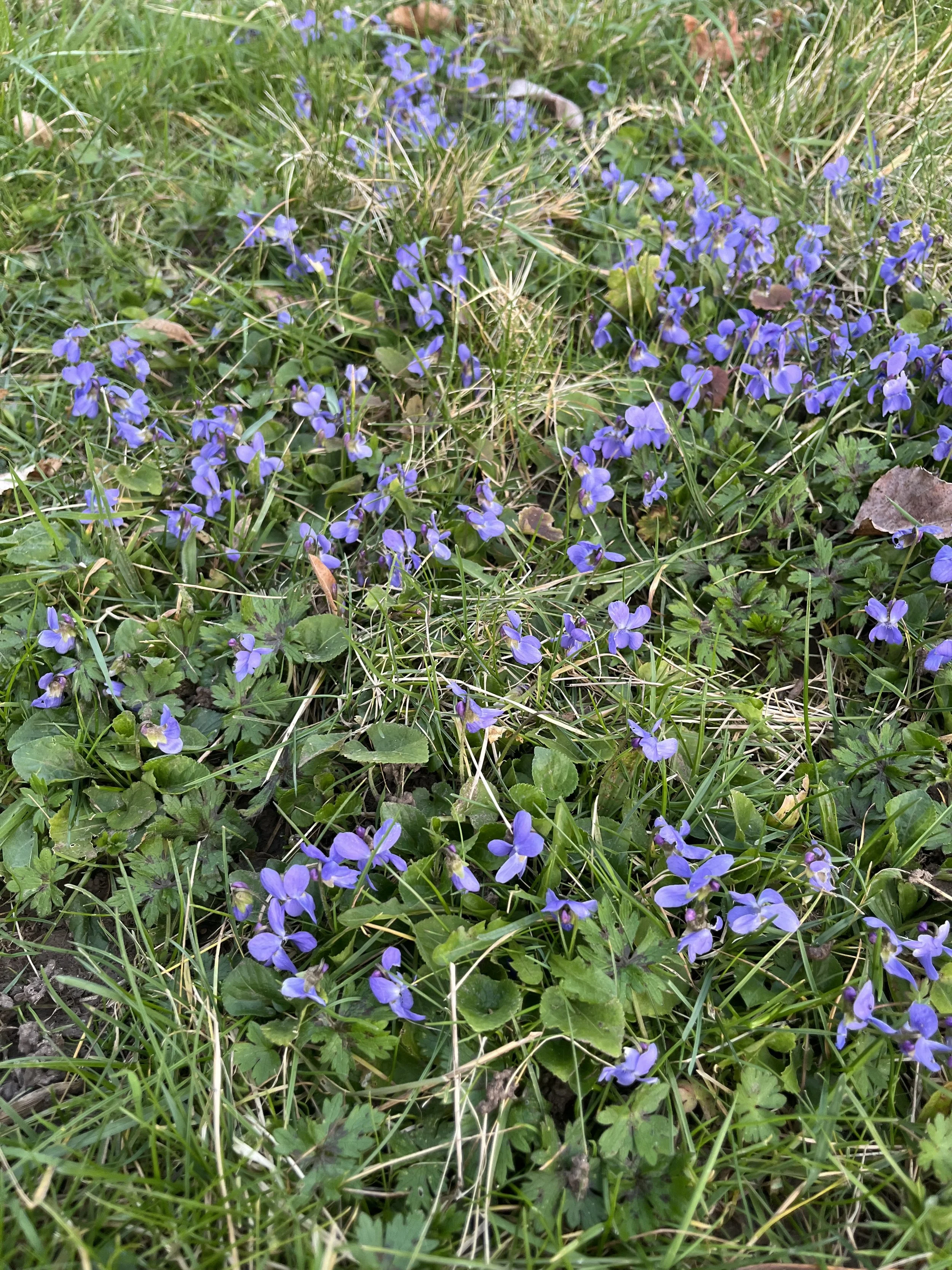 IMG_3576.jpeg