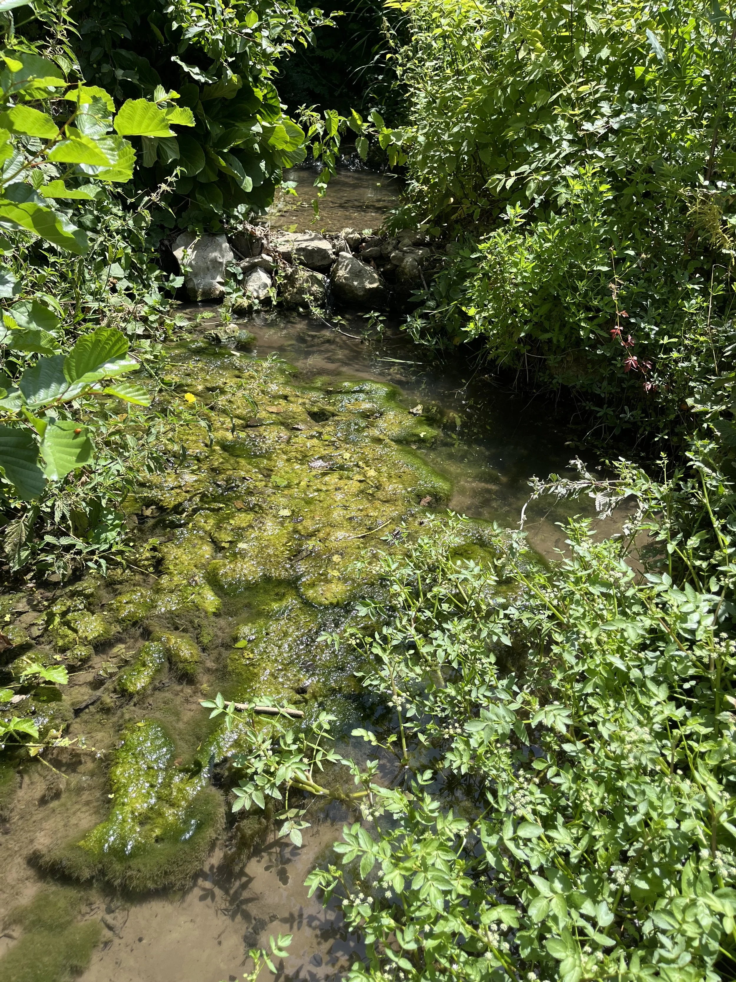 IMG_8019.jpeg
