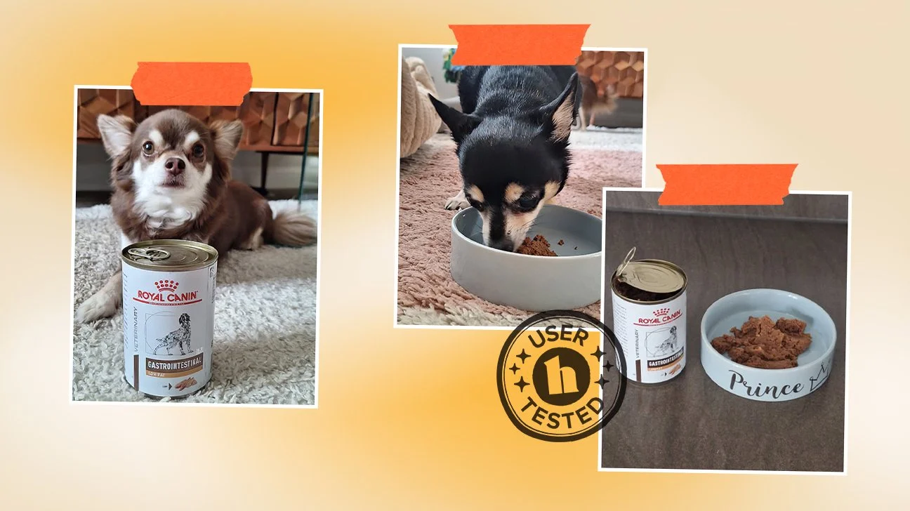 best-pet-food-dogs-1296x728-body.jpg