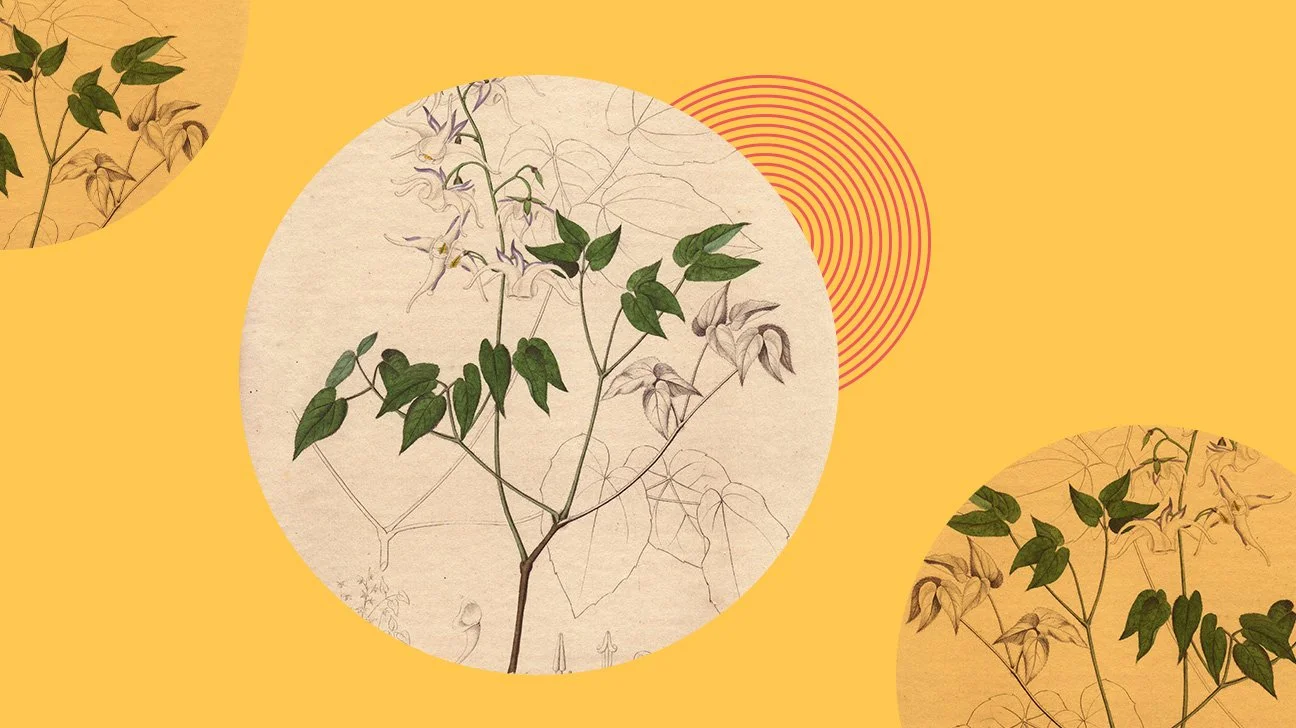 Horny-Goat-Weed-collage-1296x728-header.jpg