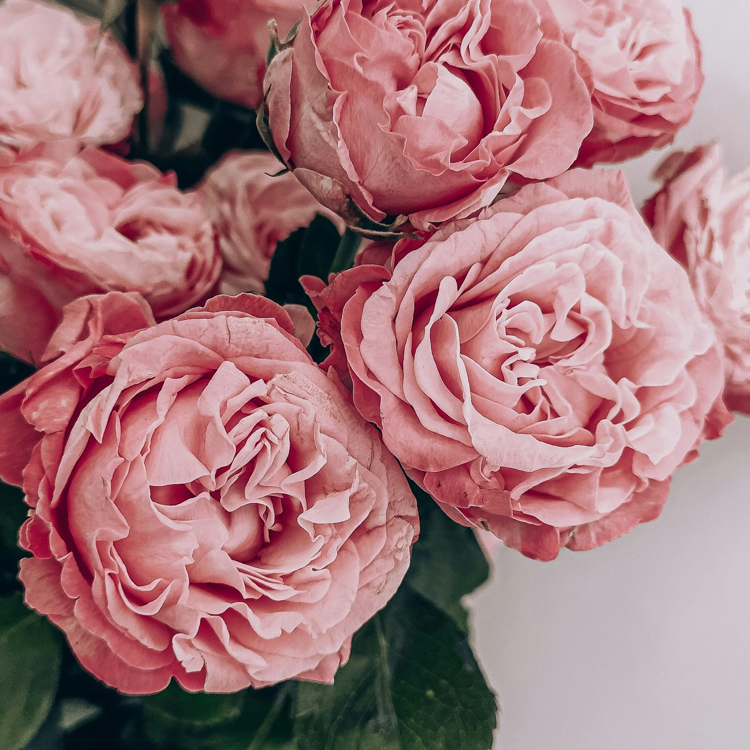 Close-up of pink peonies with ruffled petals and green leaves.