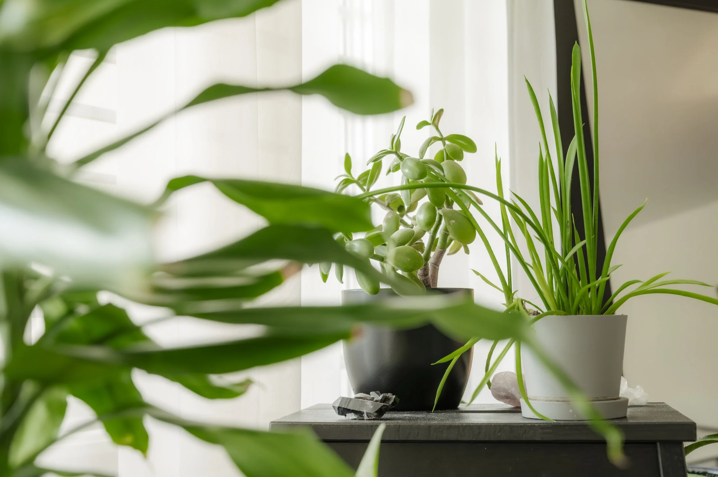 Multiple houseplants in pots on a table with blurred green leaves in the foreground and a bright window in the background.