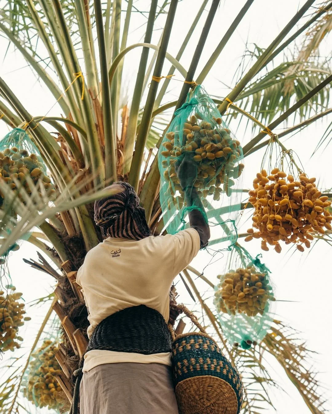 A person harvesting dates from a date palm tree, wearing a beige shirt, headscarf, and carrying a woven basket, with bunches of yellow dates hanging from the tree.