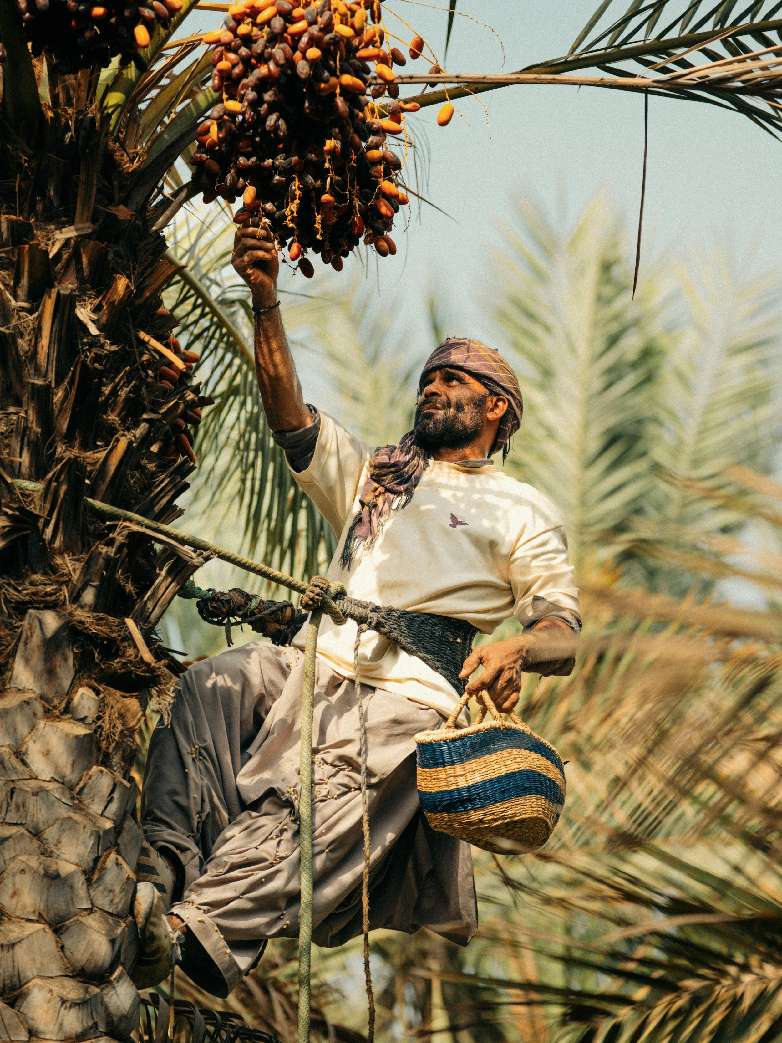 A man wearing a headscarf and a cream-colored shirt harvesting dates from a date palm tree, with a woven basket hanging from his arm, in a sunny outdoor setting with green palm leaves in the background.