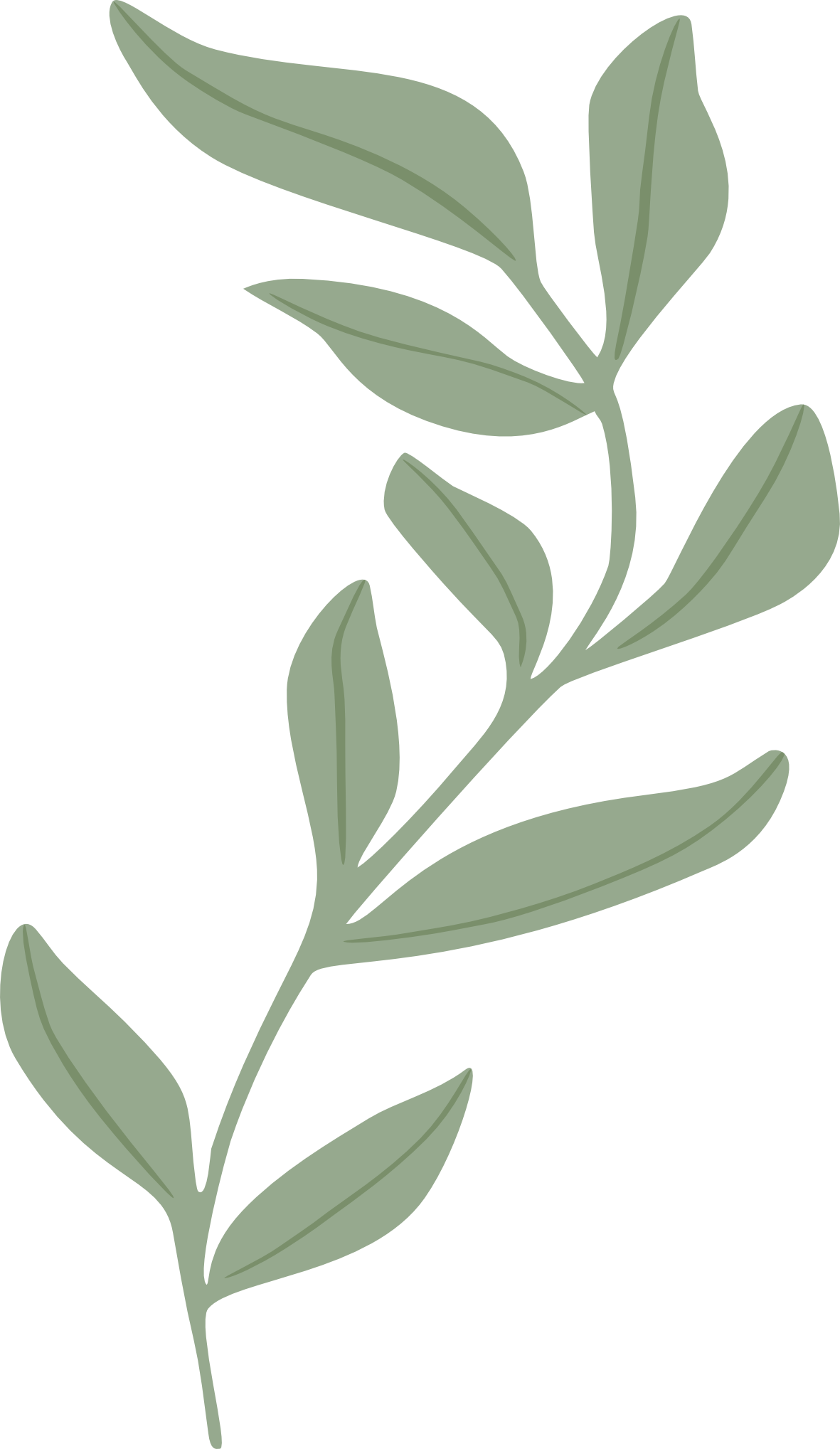 Illustrated plant from MIADANIELA's personal library