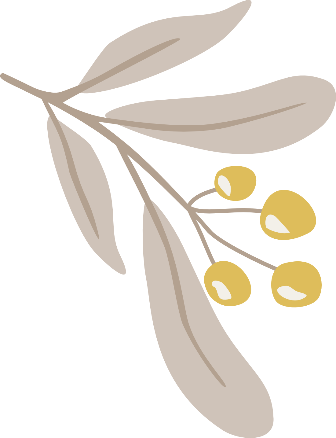 Illustrated tropical branch with delicate leaves and yellow berries from the Parrot Garden collection.