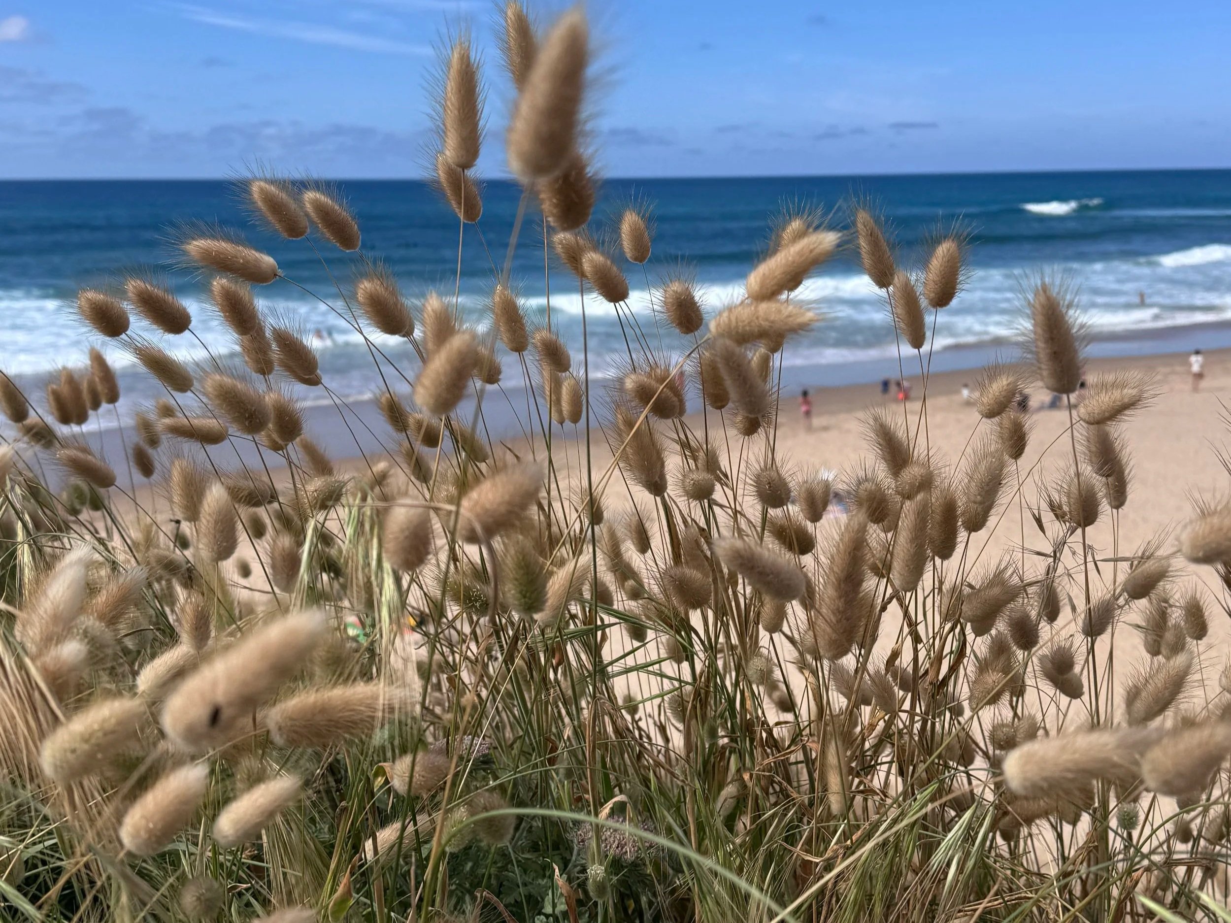 Coastal grasses overlooking a beach on the Cantabrian coast, capturing the peaceful landscapes that inspire my surface pattern collections.
