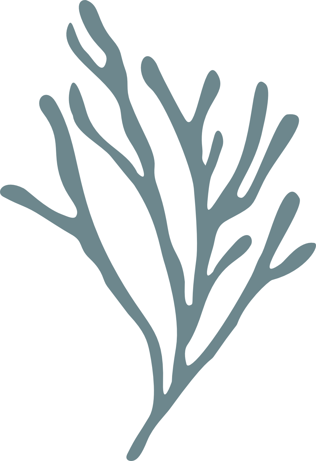 Minimal seaweed illustration inspired by vintage botanical specimens.