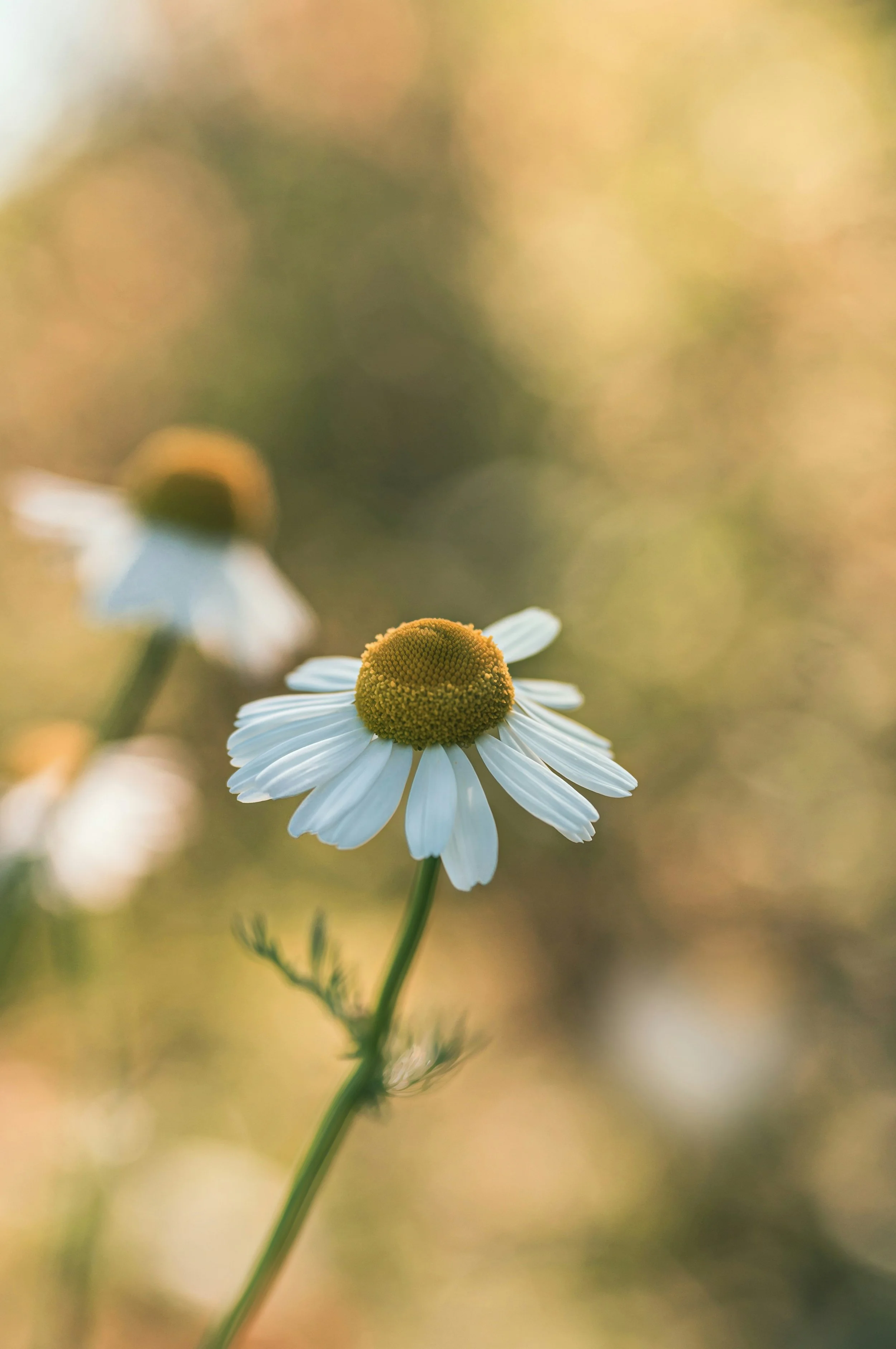 Chamomile: The Humble Flower That Changed the Way I Think About Healing