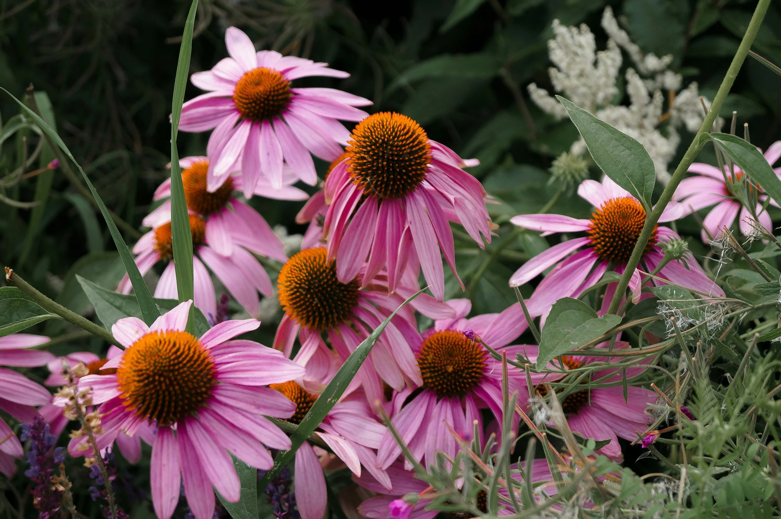 Herbal Remedies for the Common Cold: What Actually Helps (And What Does Not)
