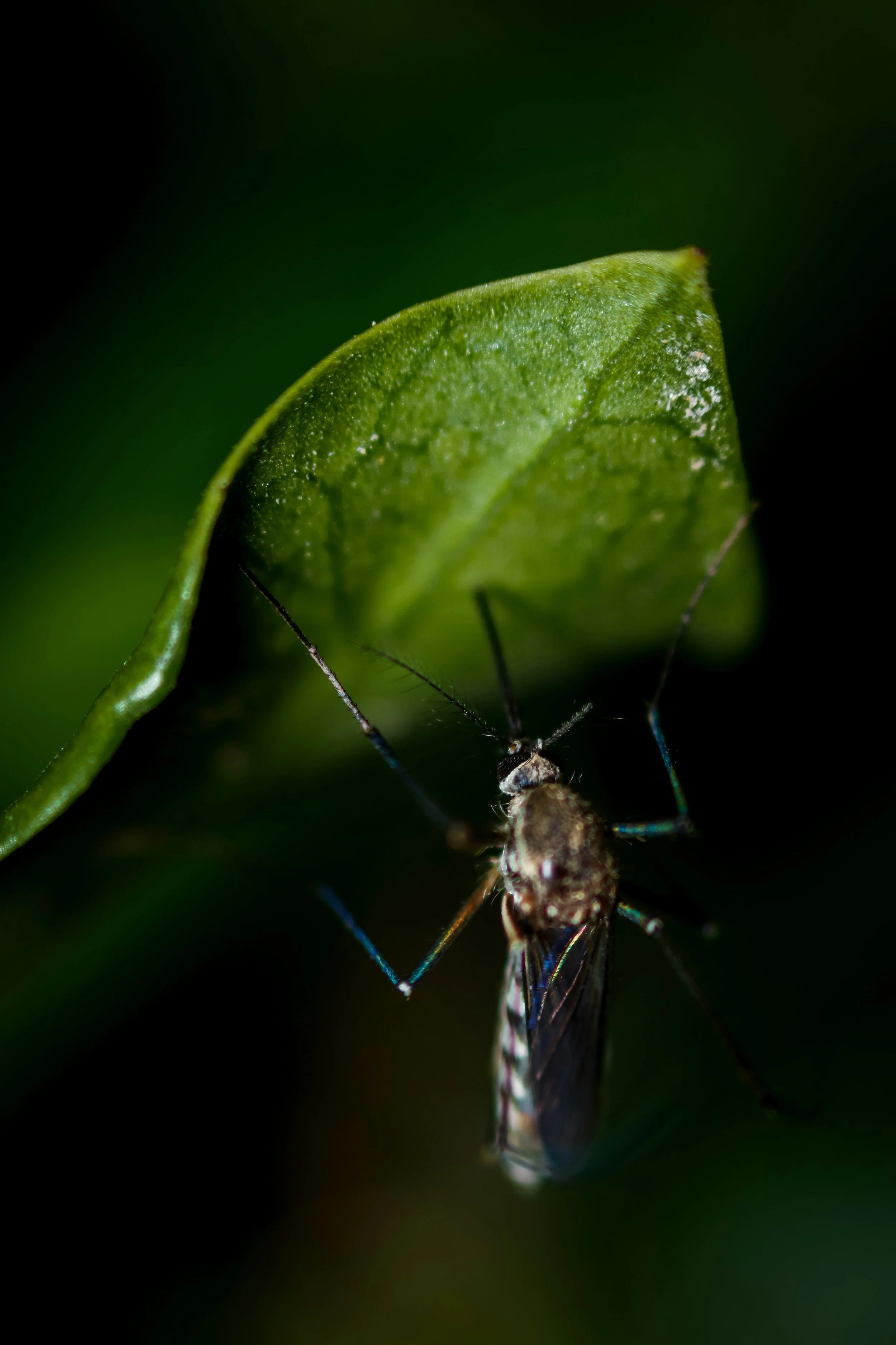 Natural Bug Repellent Herbs That Actually Work (And How to Use Them)
