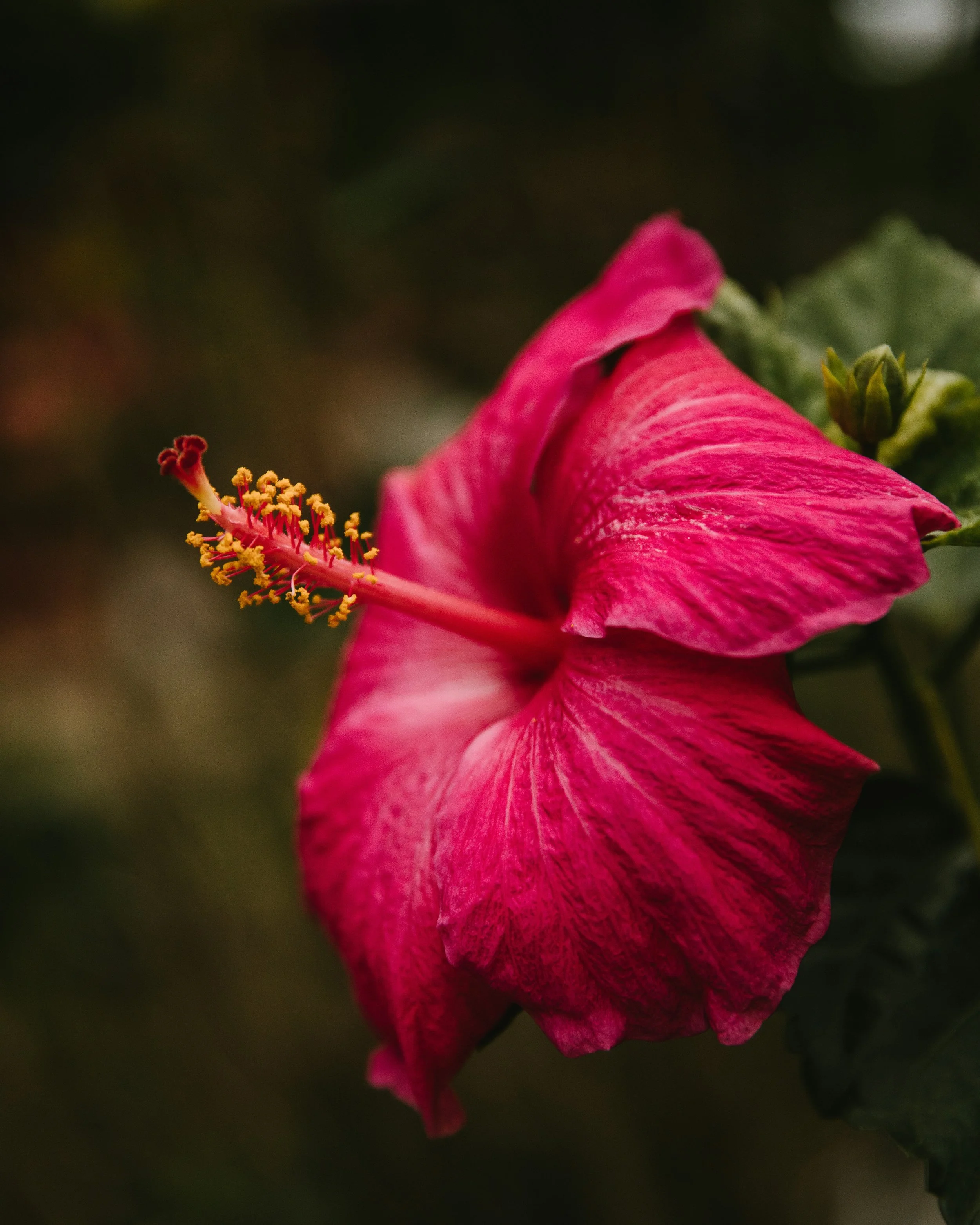 How Hibiscus Actually Cools Your Body and Lowers Blood Pressure: A Summer Cooler That Does the Work
